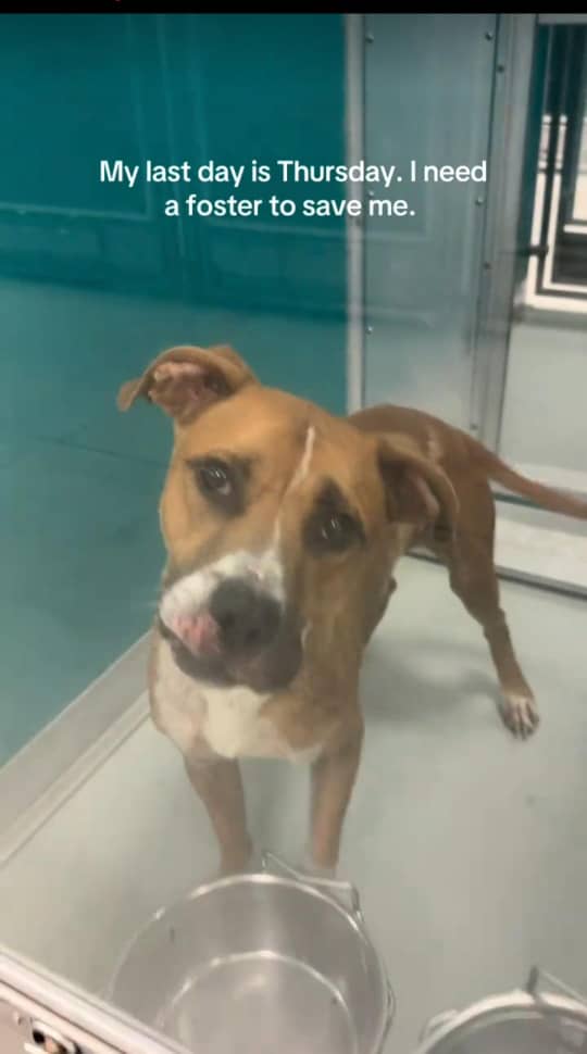 @adoptabledogsofmiami