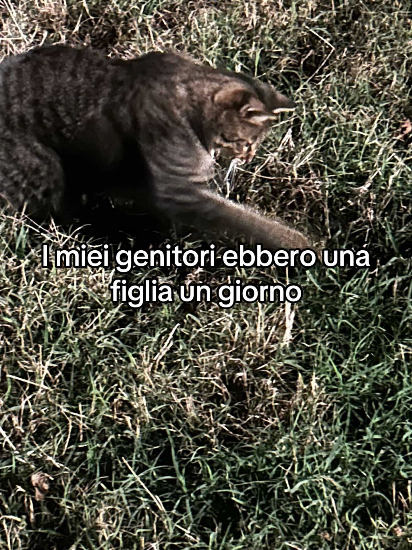 @vio