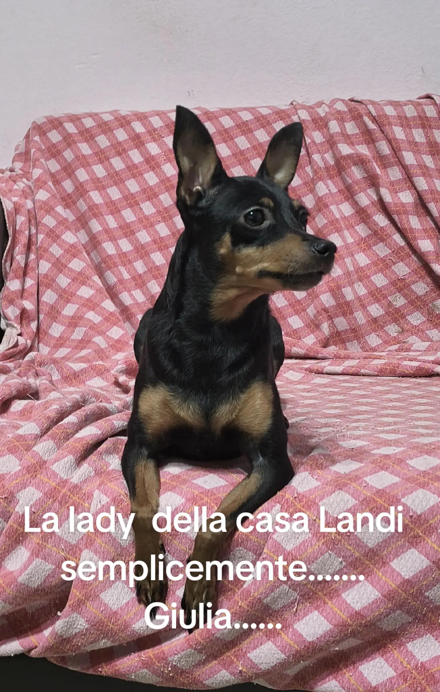 @antoniocasaroricc