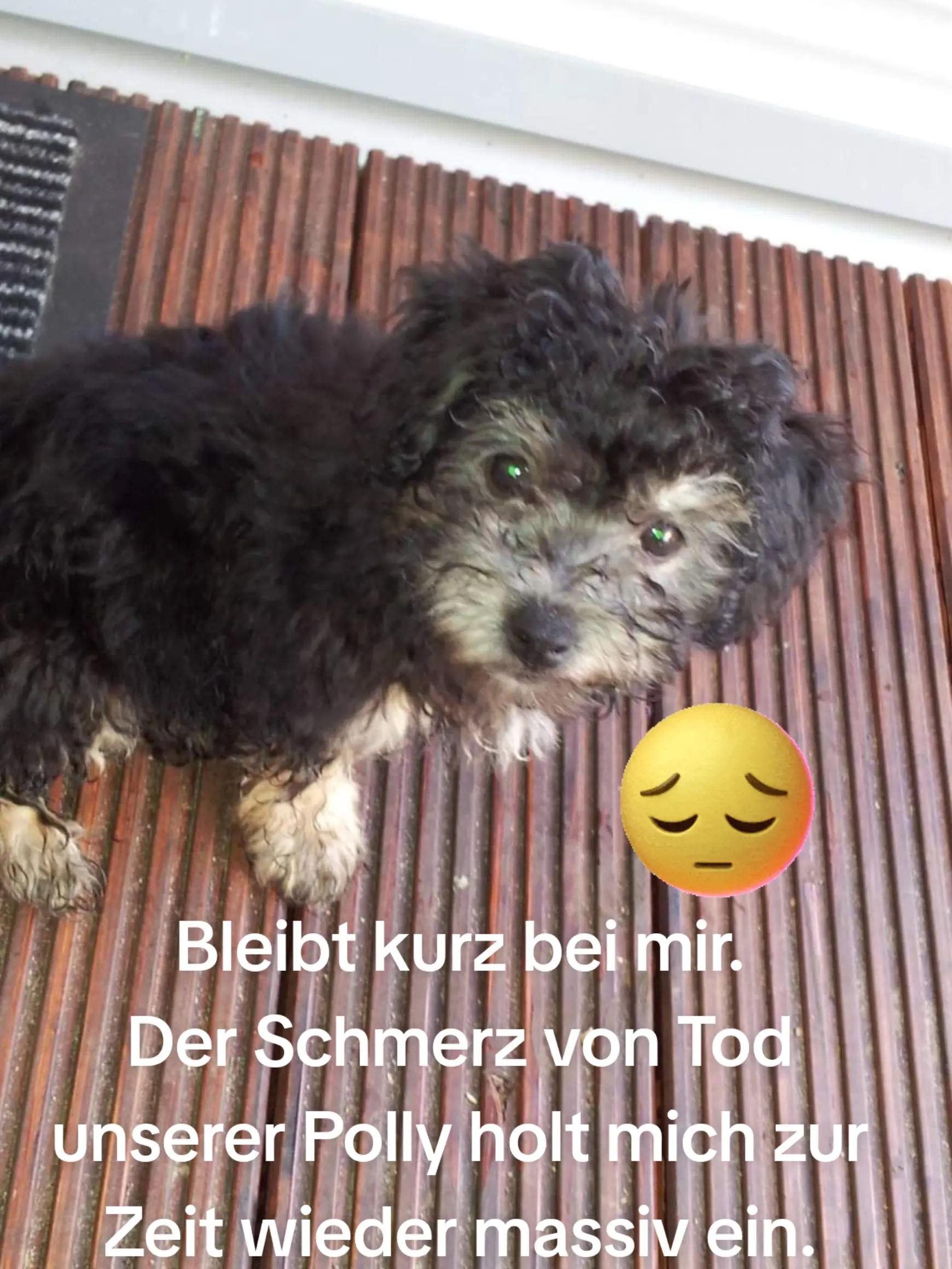 @P&ouml;ppi