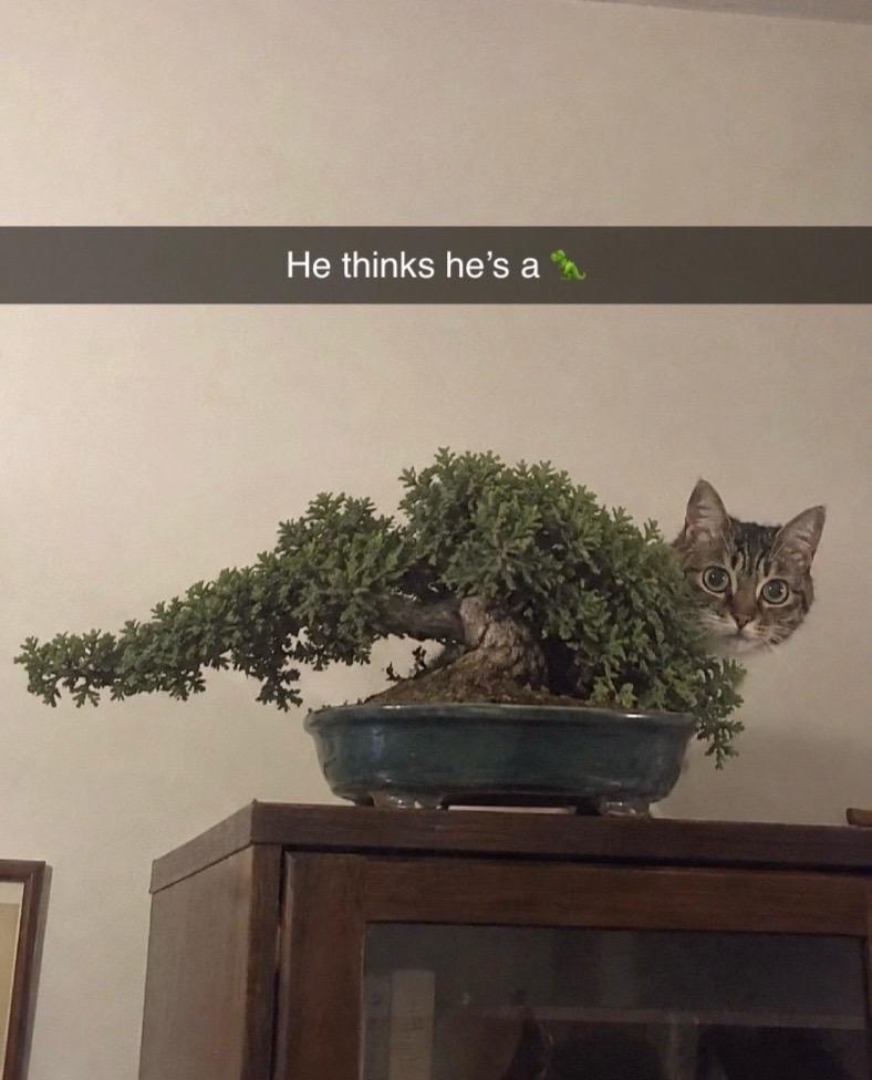 @cat memes