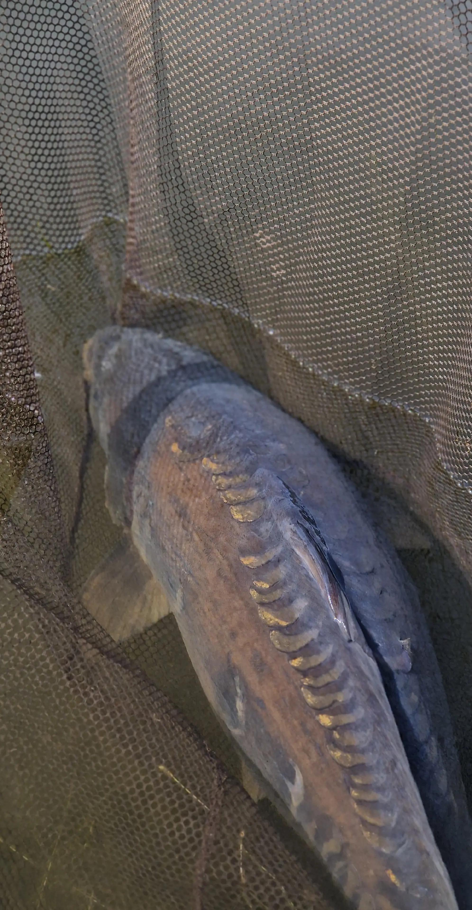 @Carpy Brez