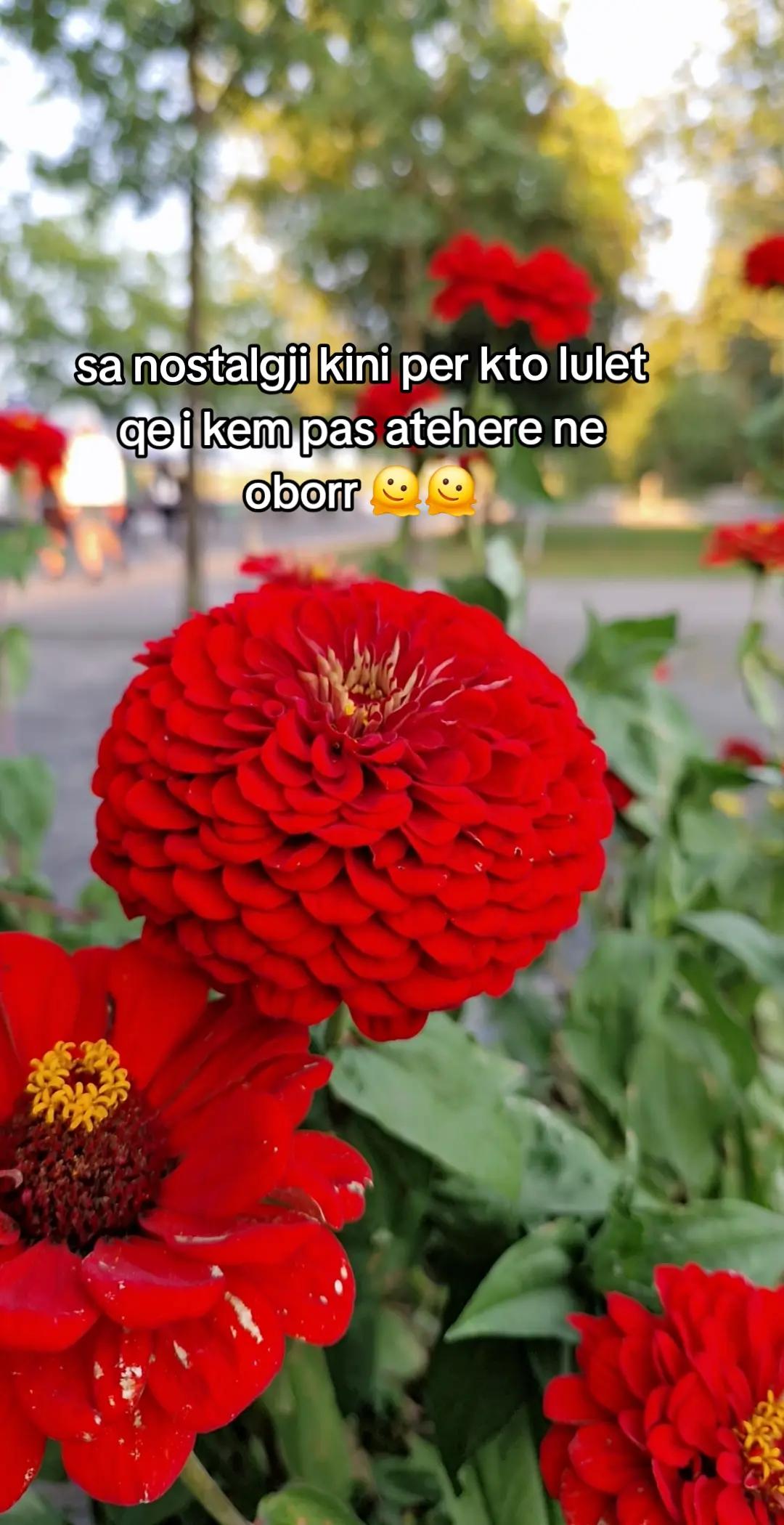 @RealeNgaZemra🤌