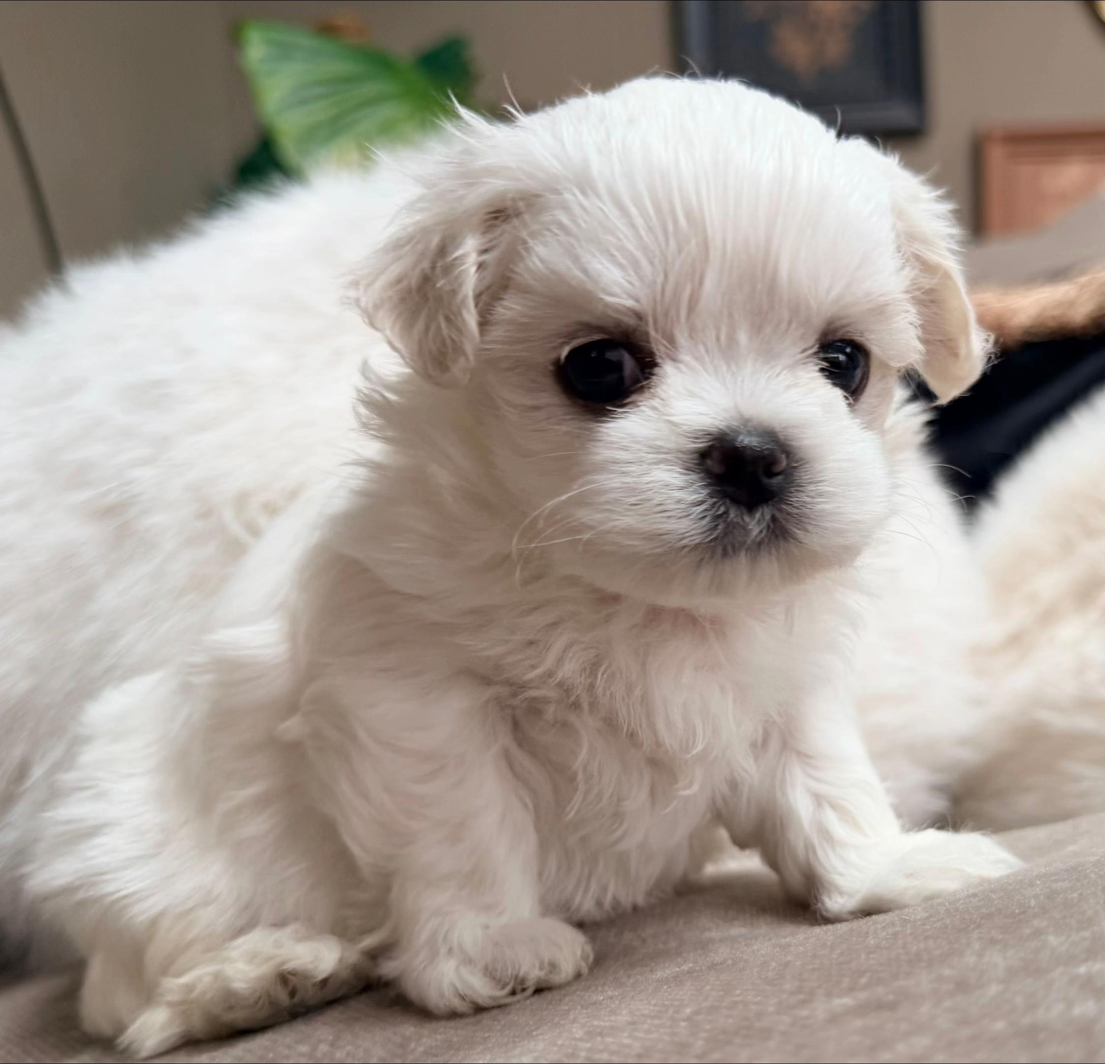 @Bambelina Maltese