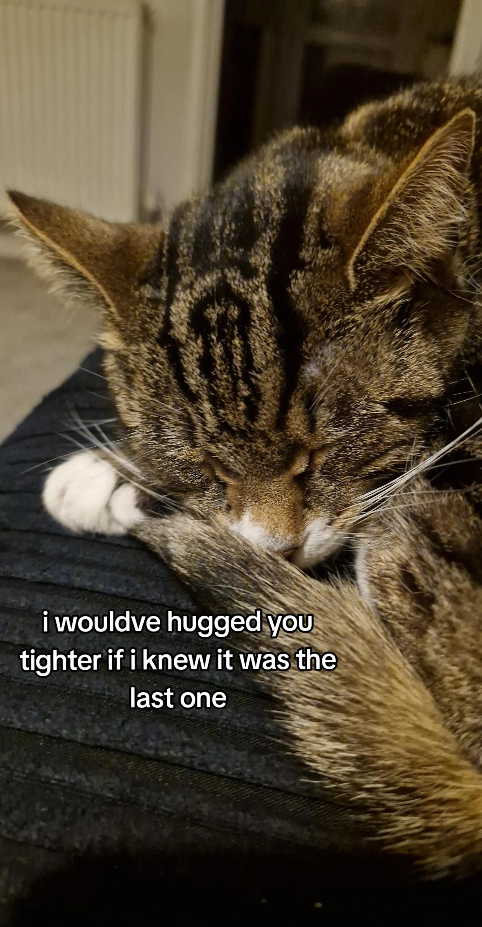 @°•misha - denji lover•°