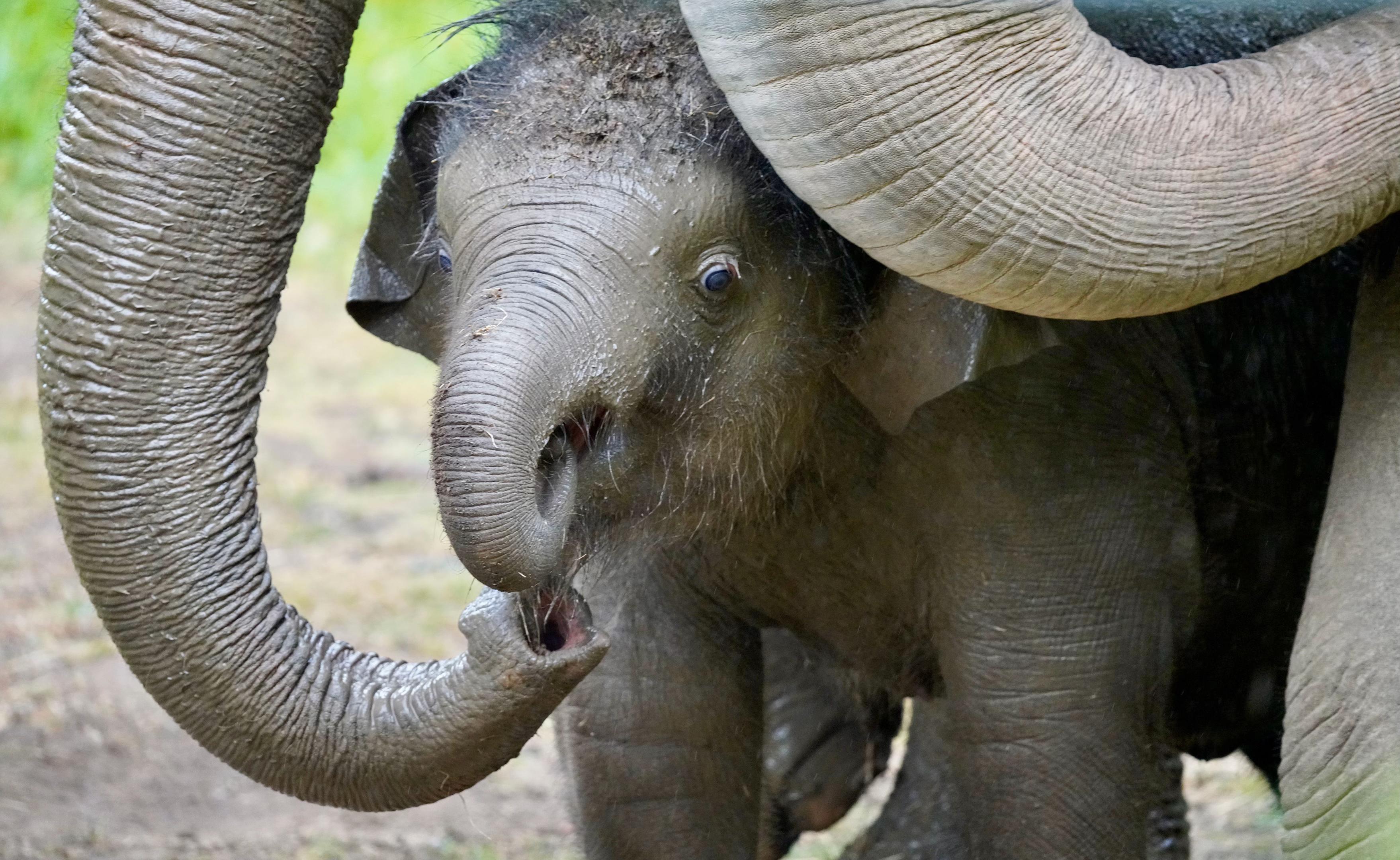 @Animals Travel Adventures