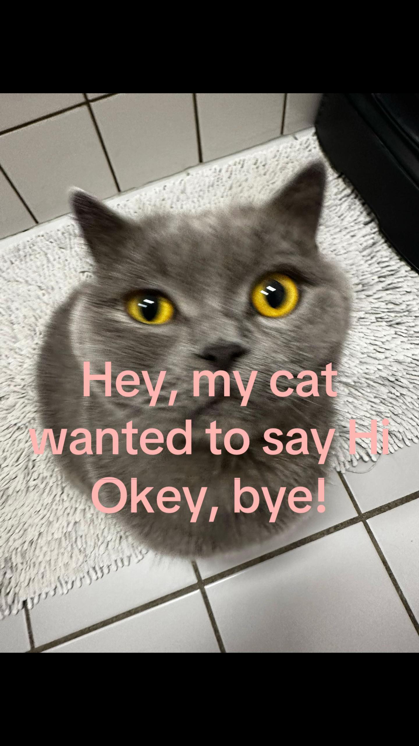 @🪽
