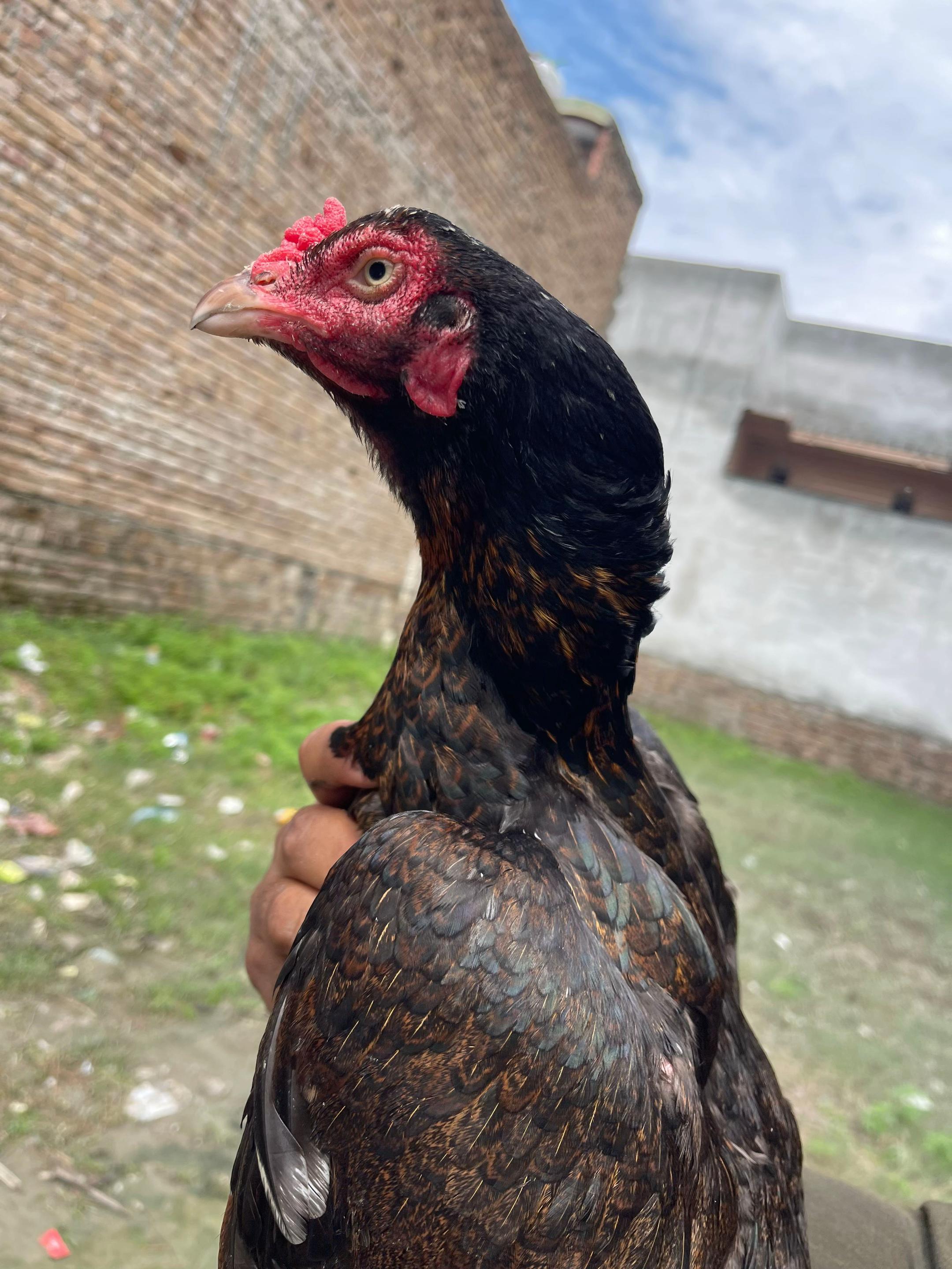 @🦅MiANWALY Aseel 🦅