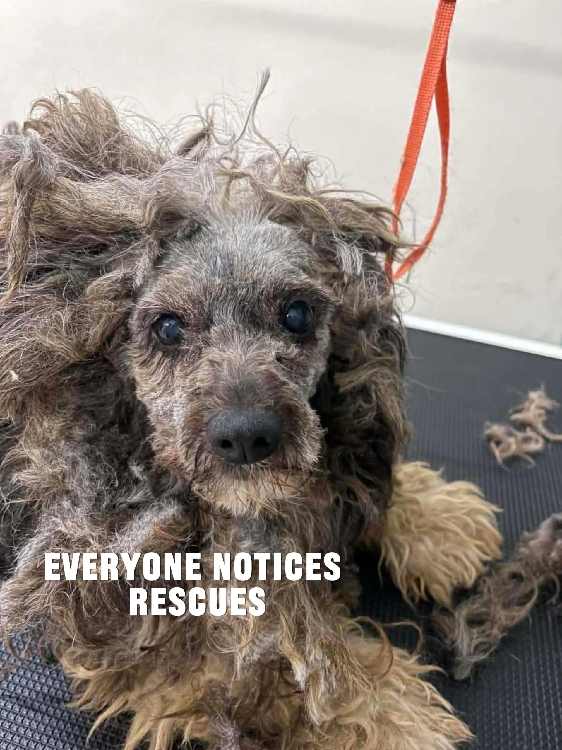 @Greek Animal Rescue