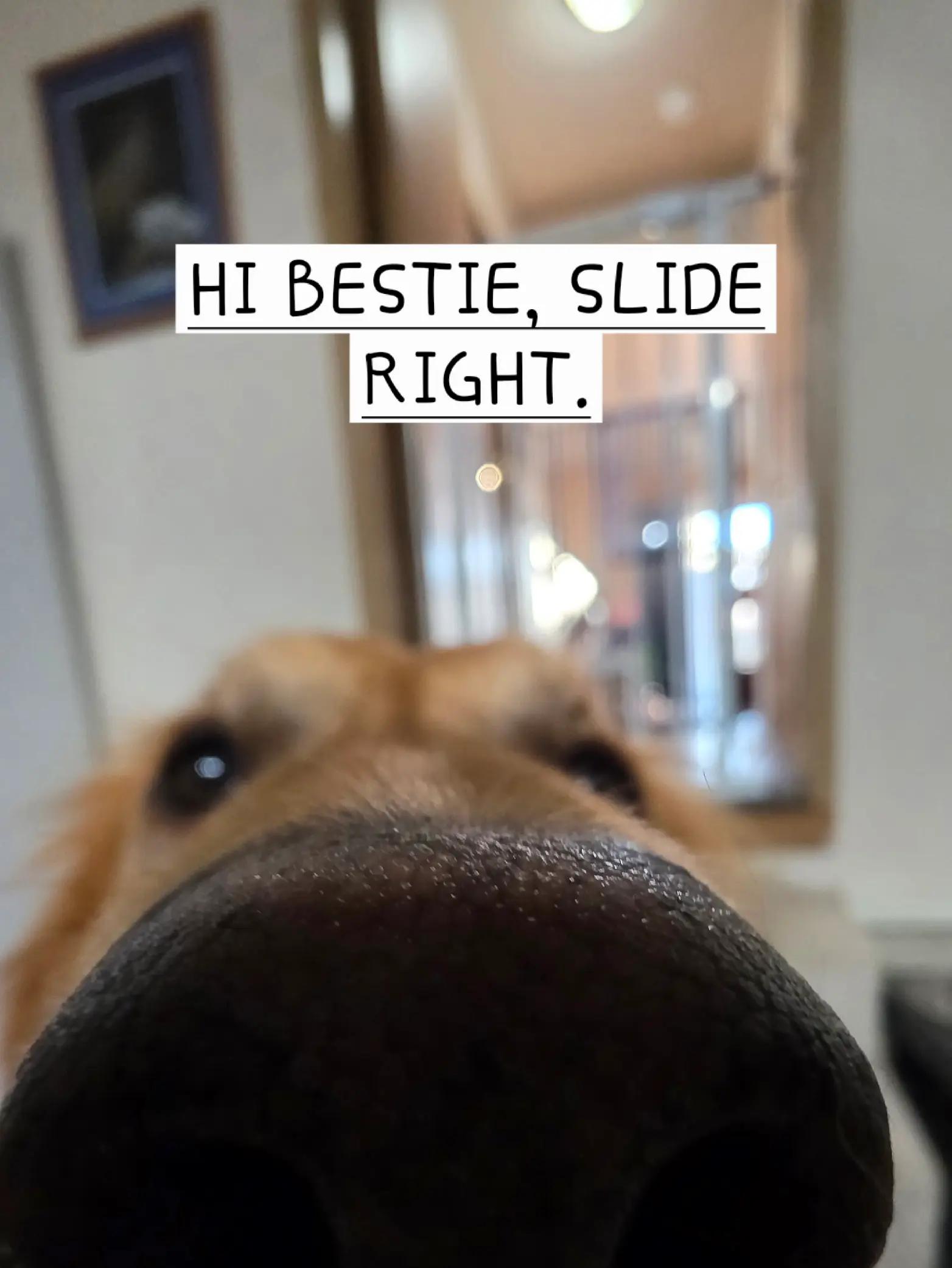 @FINN | The Golden Retriever