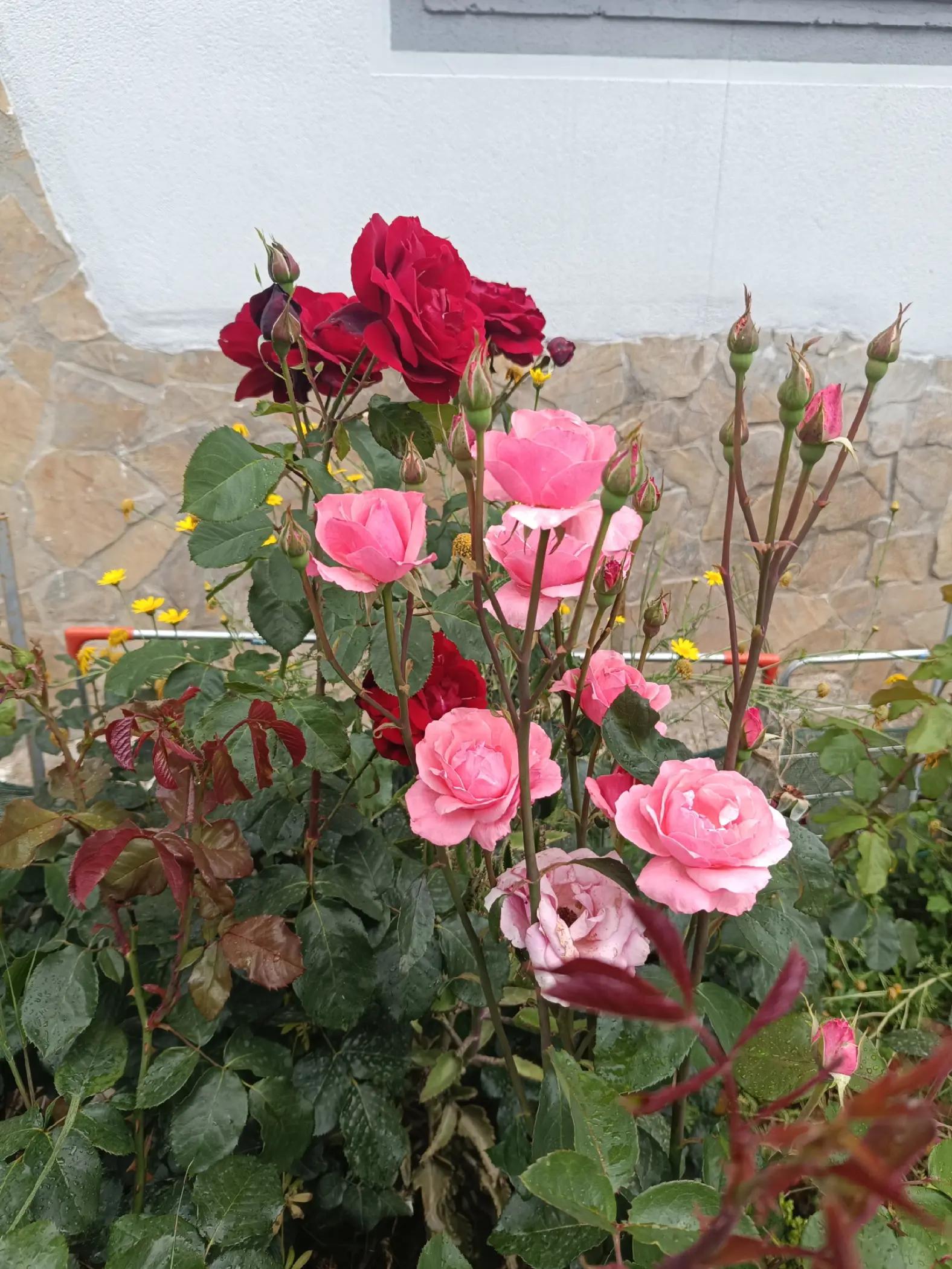 @SELÇUK