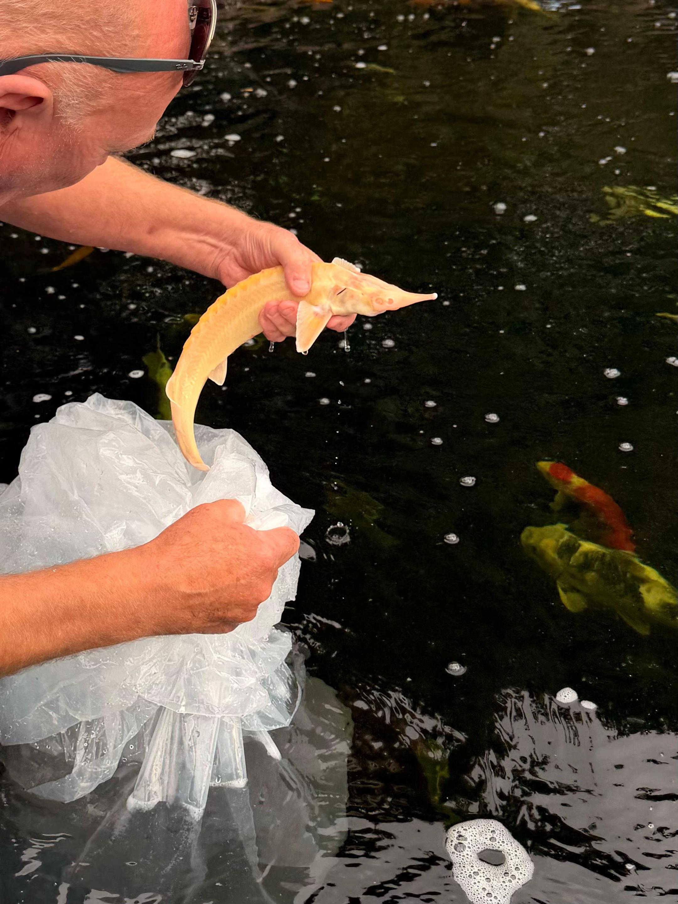 @Kev’s Koi