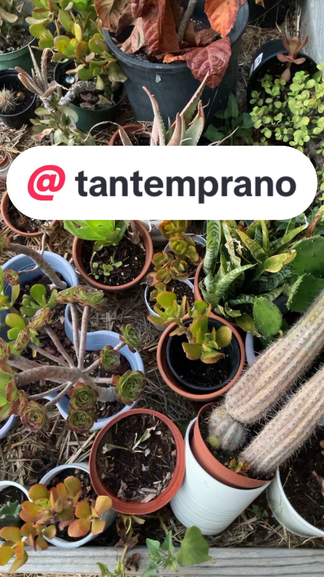 @Wetplantz