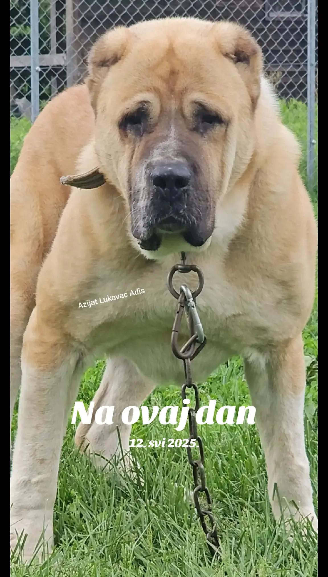 @Alabai Dogs Adis