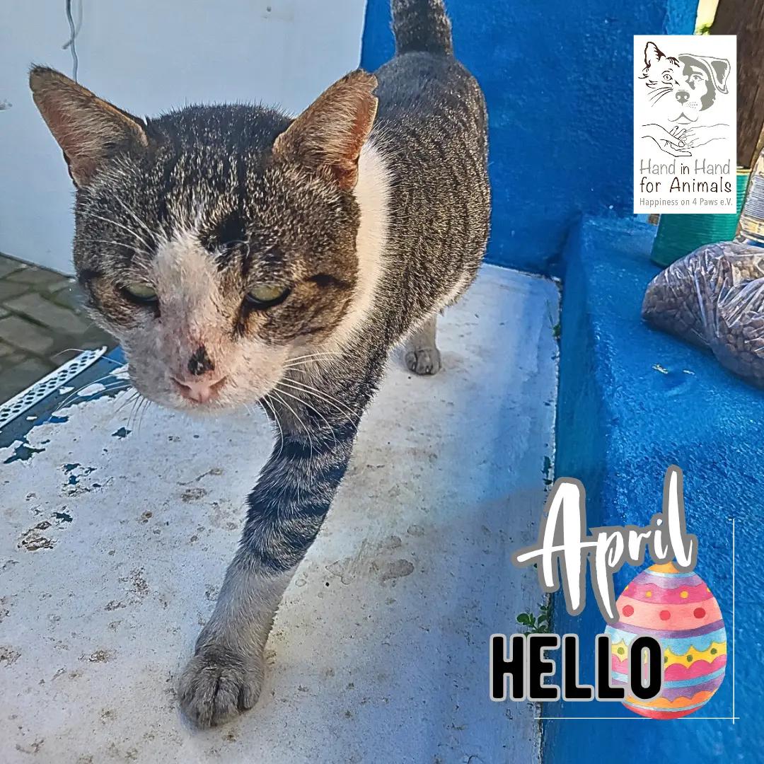 @🐱Hand_in_hand_for_animals🐱