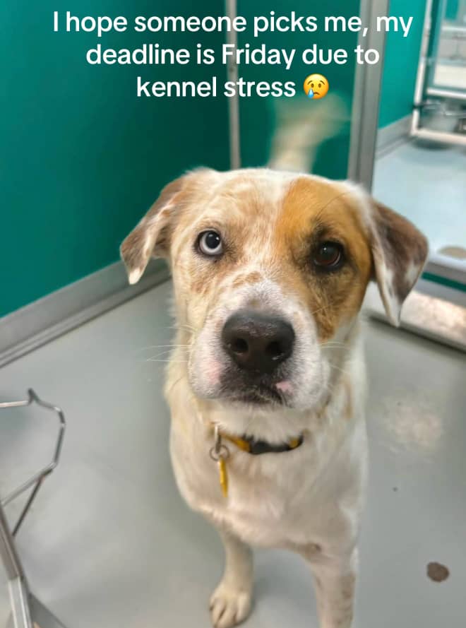 @adoptabledogsofmiami