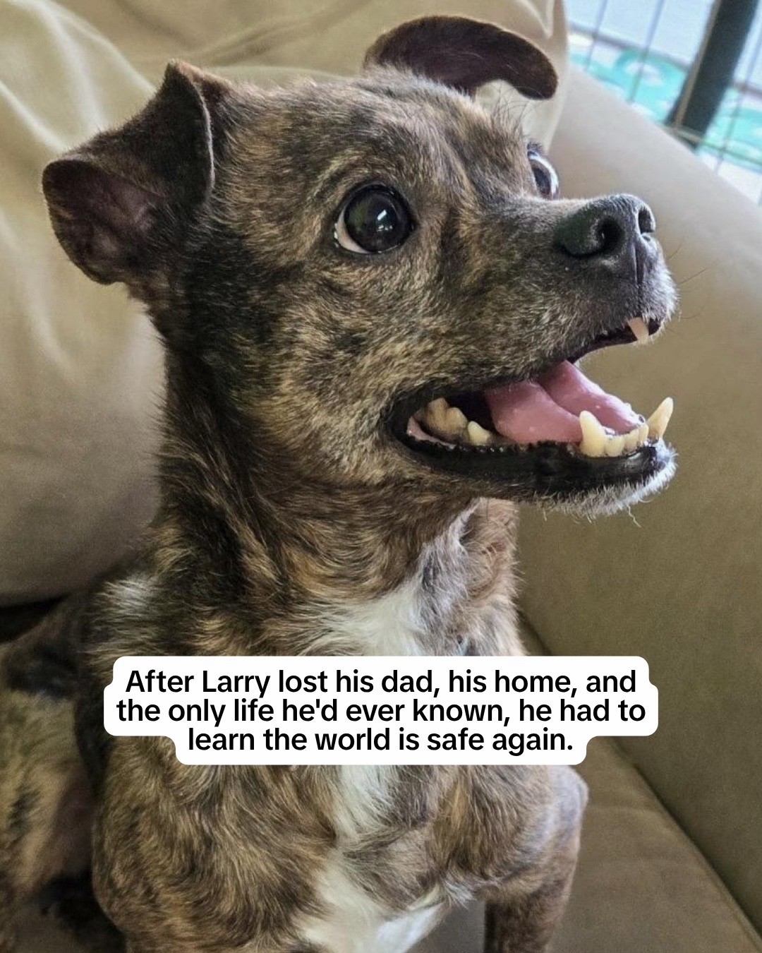 @Adopt a Pet