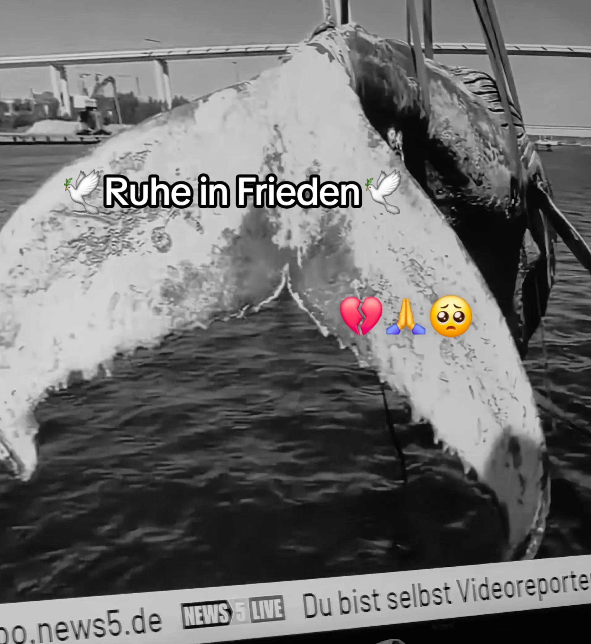 @🐳📚❤️DreamySusu❤️📚🐳