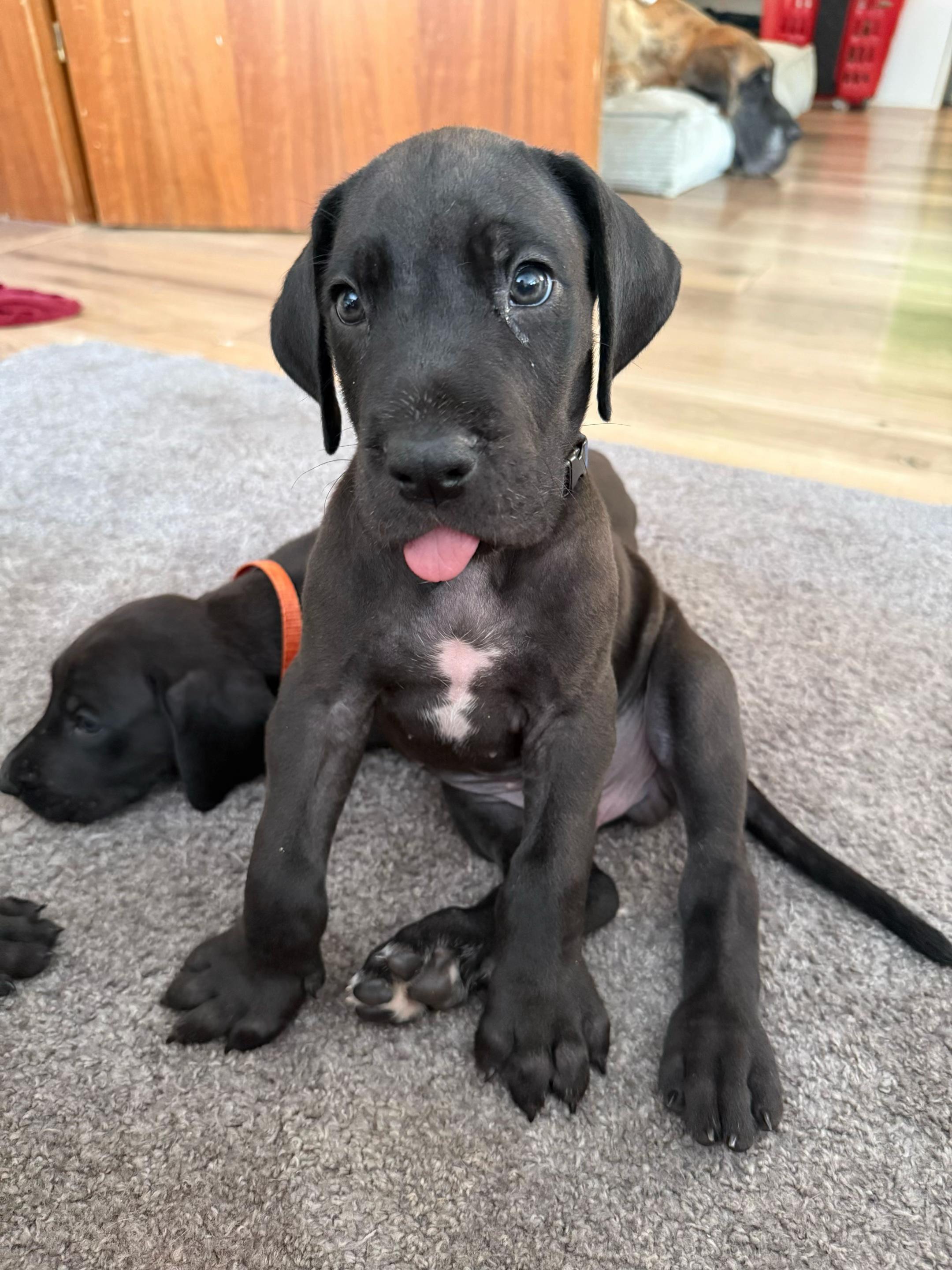 @Doggen von Lucaelis