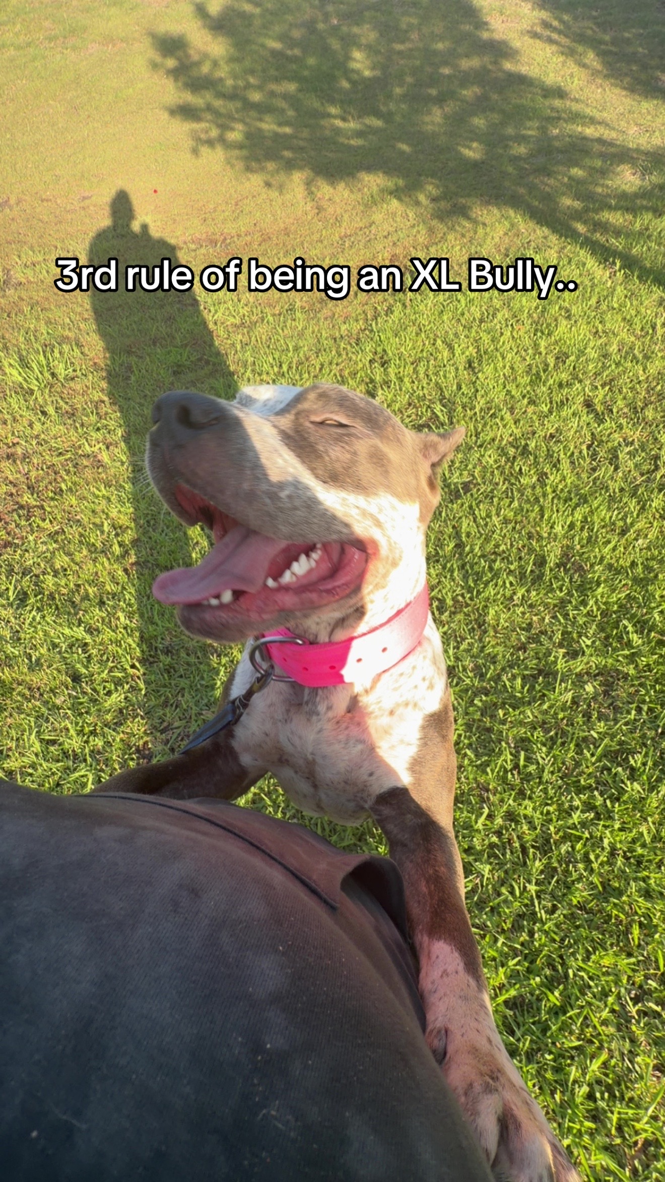 @builtbybullies