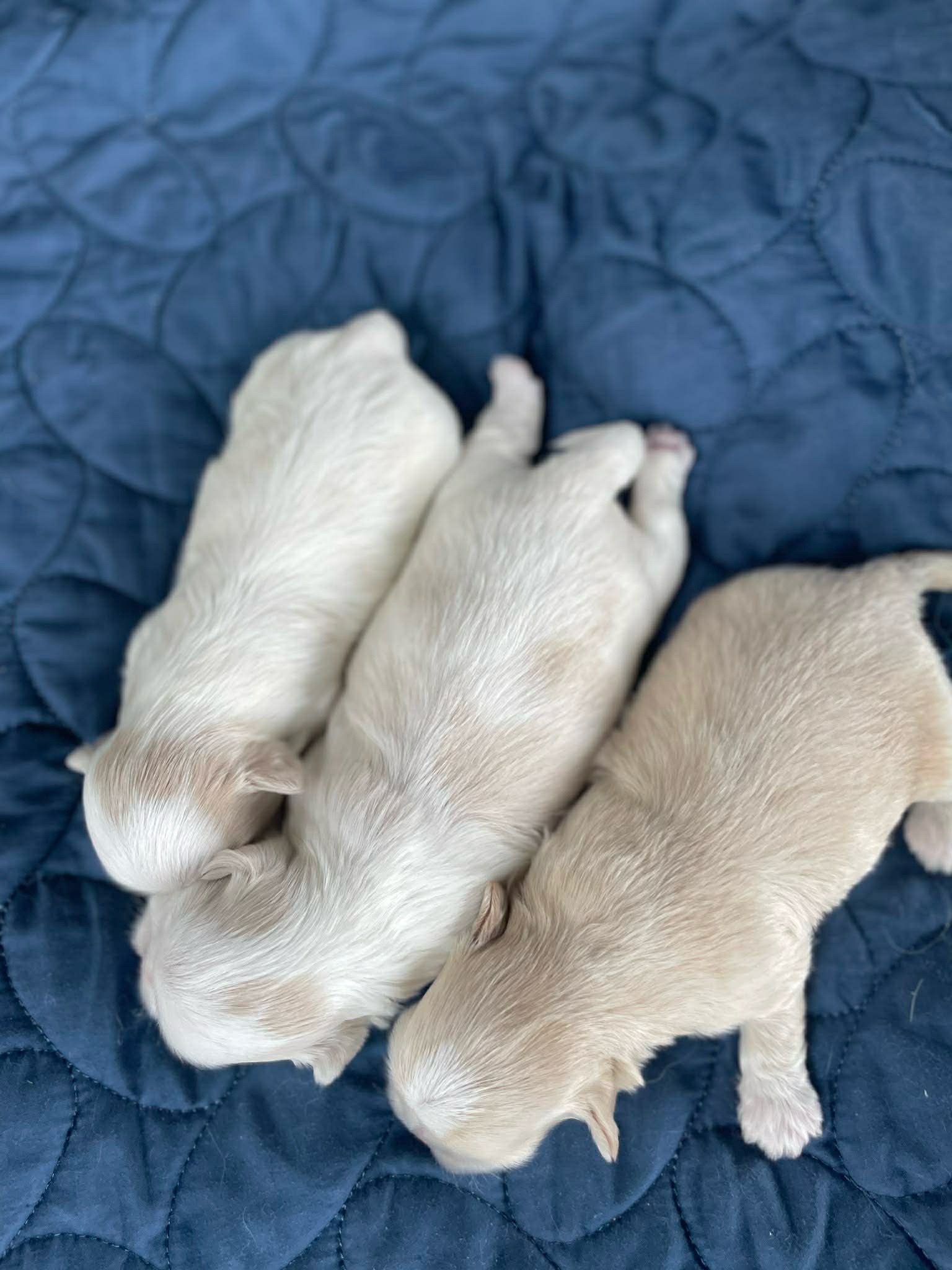 @Twilight Shih Tzu