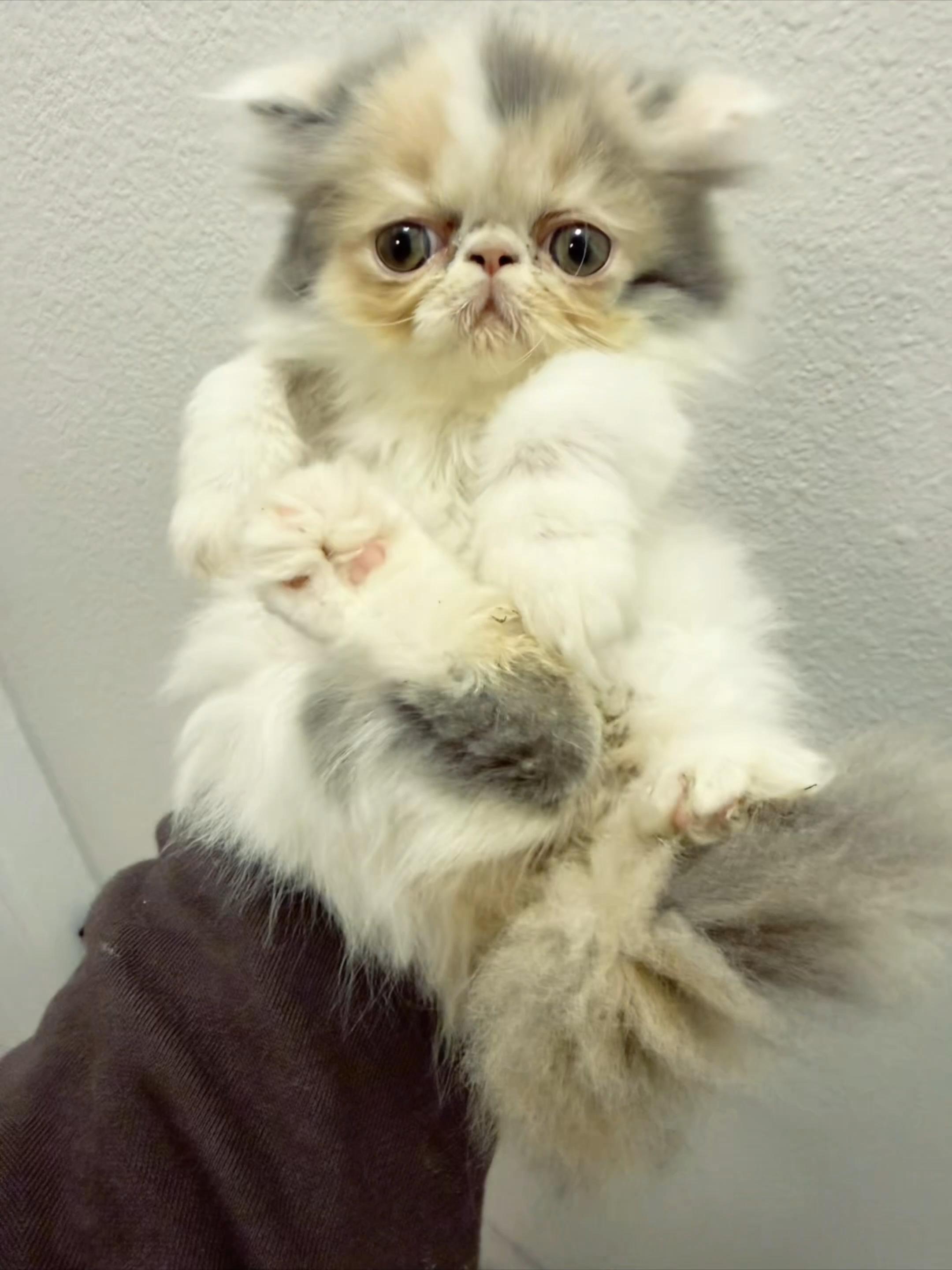 @PersianKitten
