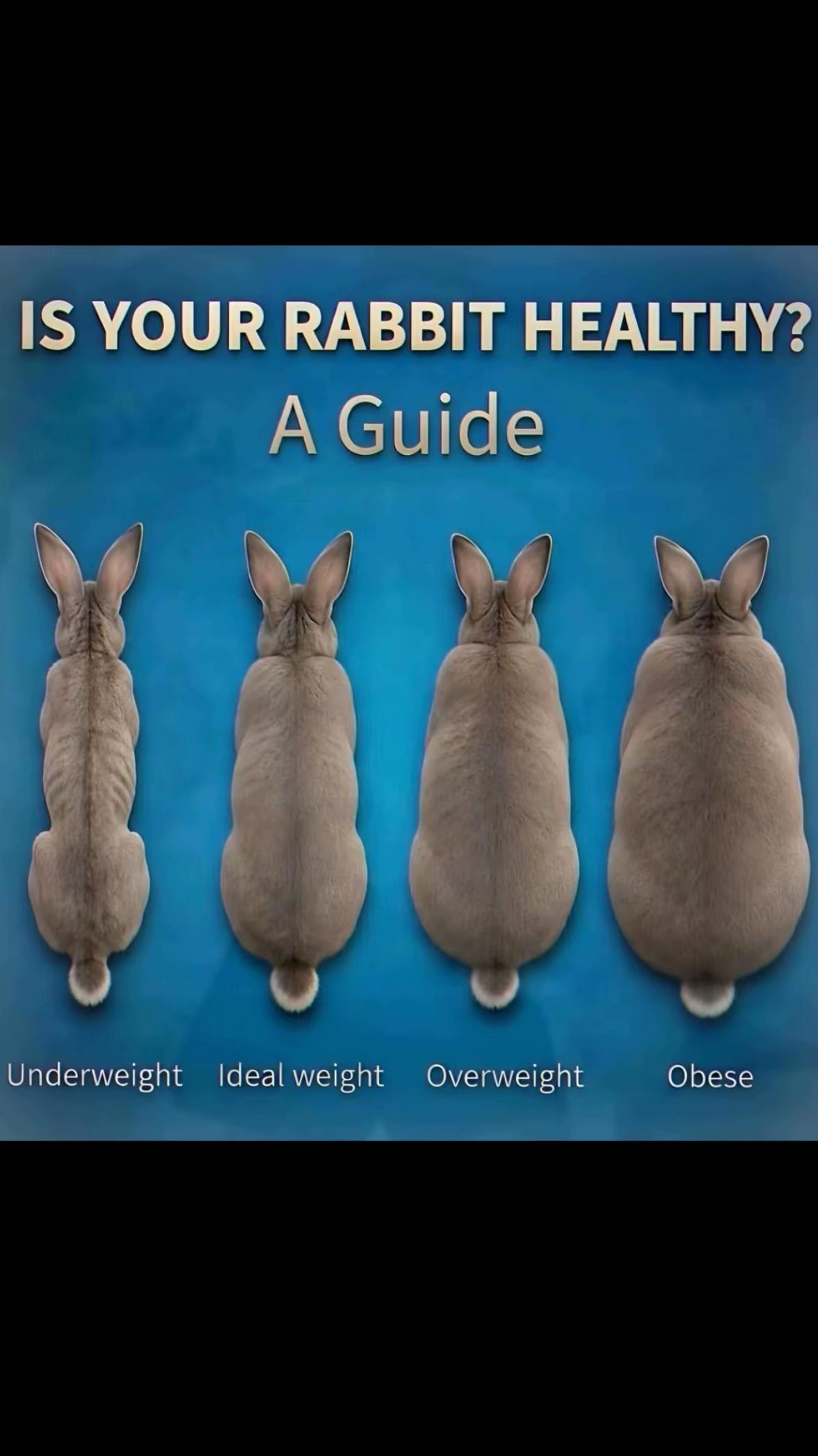 @LaRiccia🦔🤍