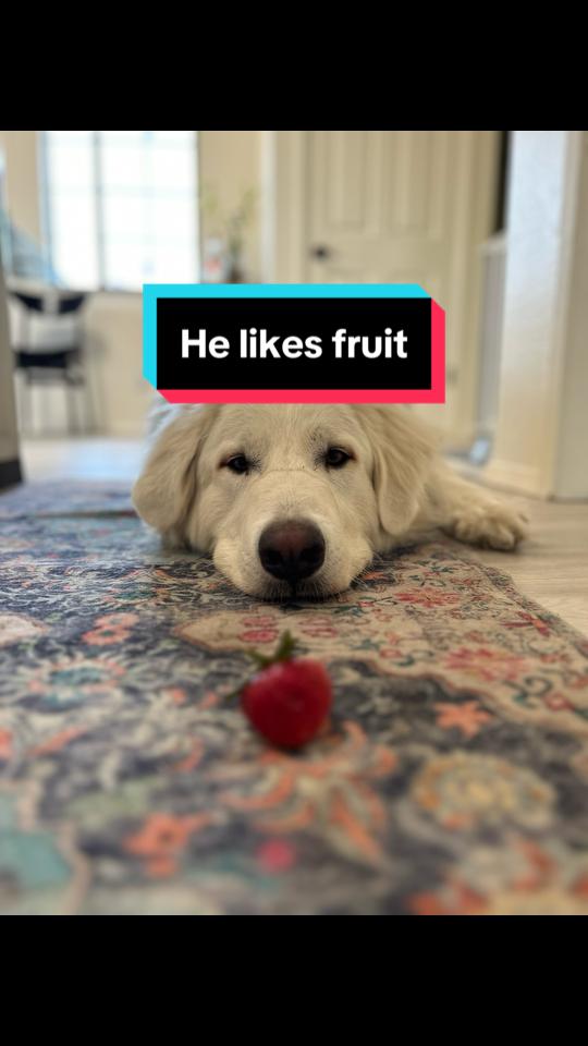 @PyreneesDogs