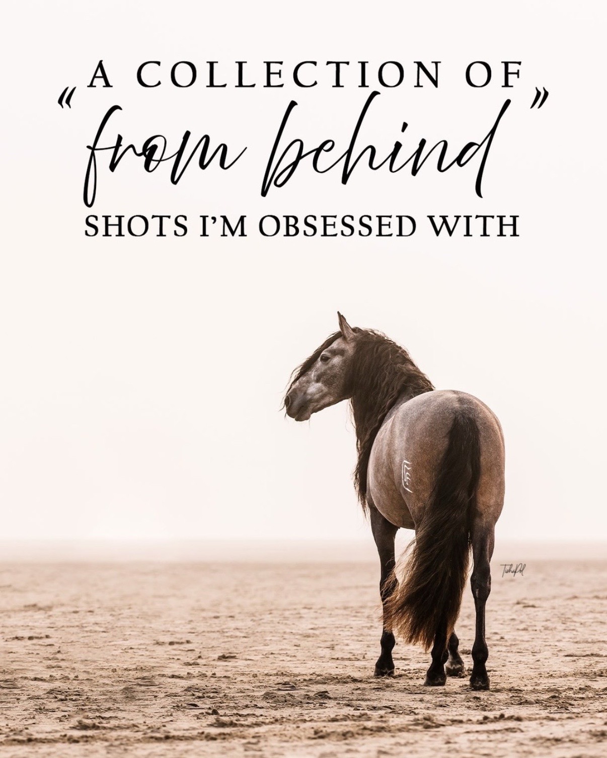 @Tisha 📸🦄 Equestrian Photog