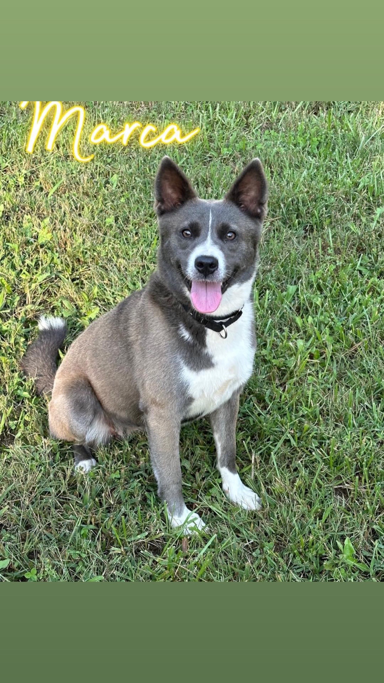 @Happy Tails Rescue, Inc.
