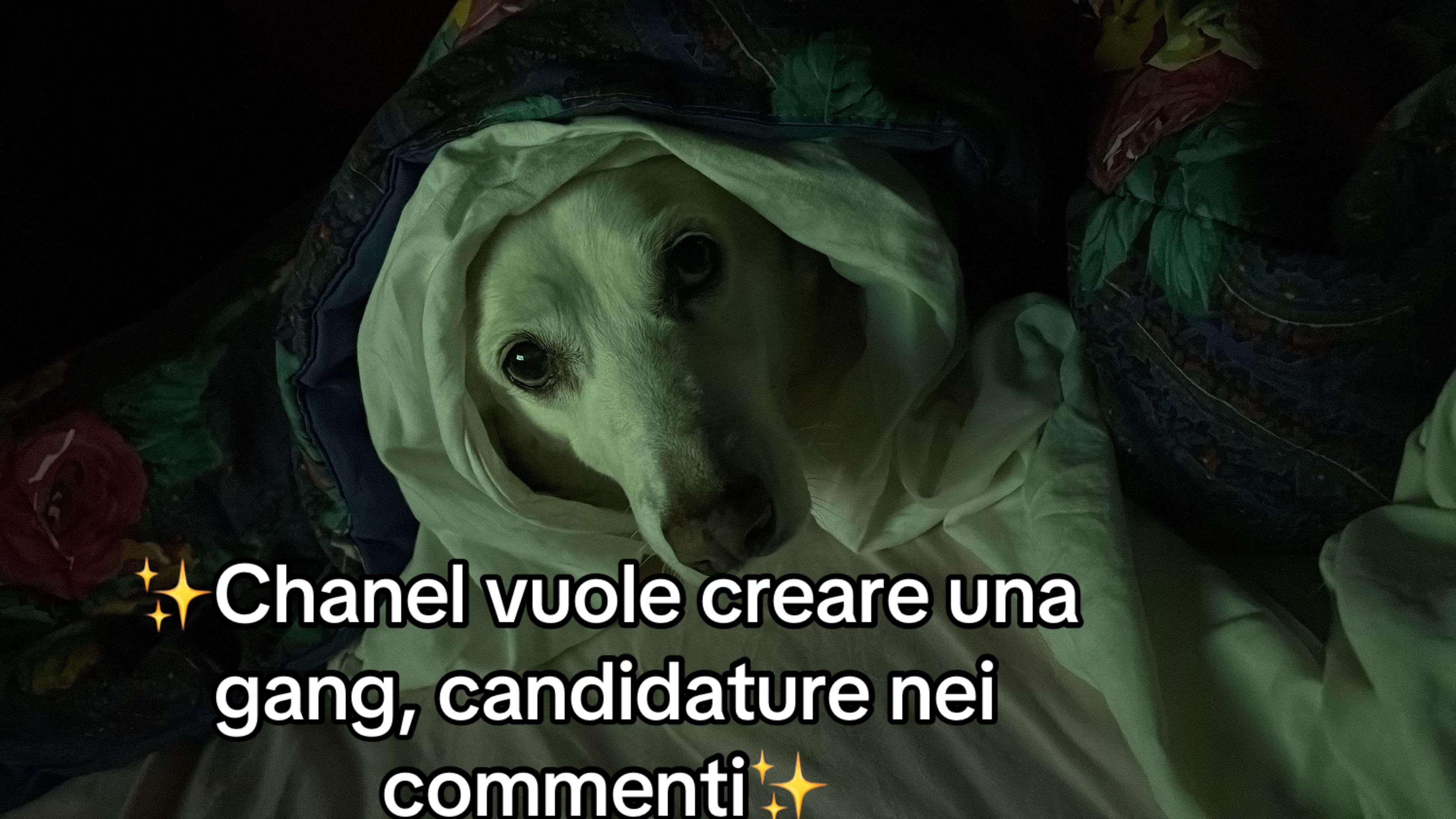 @Angelica Melisi