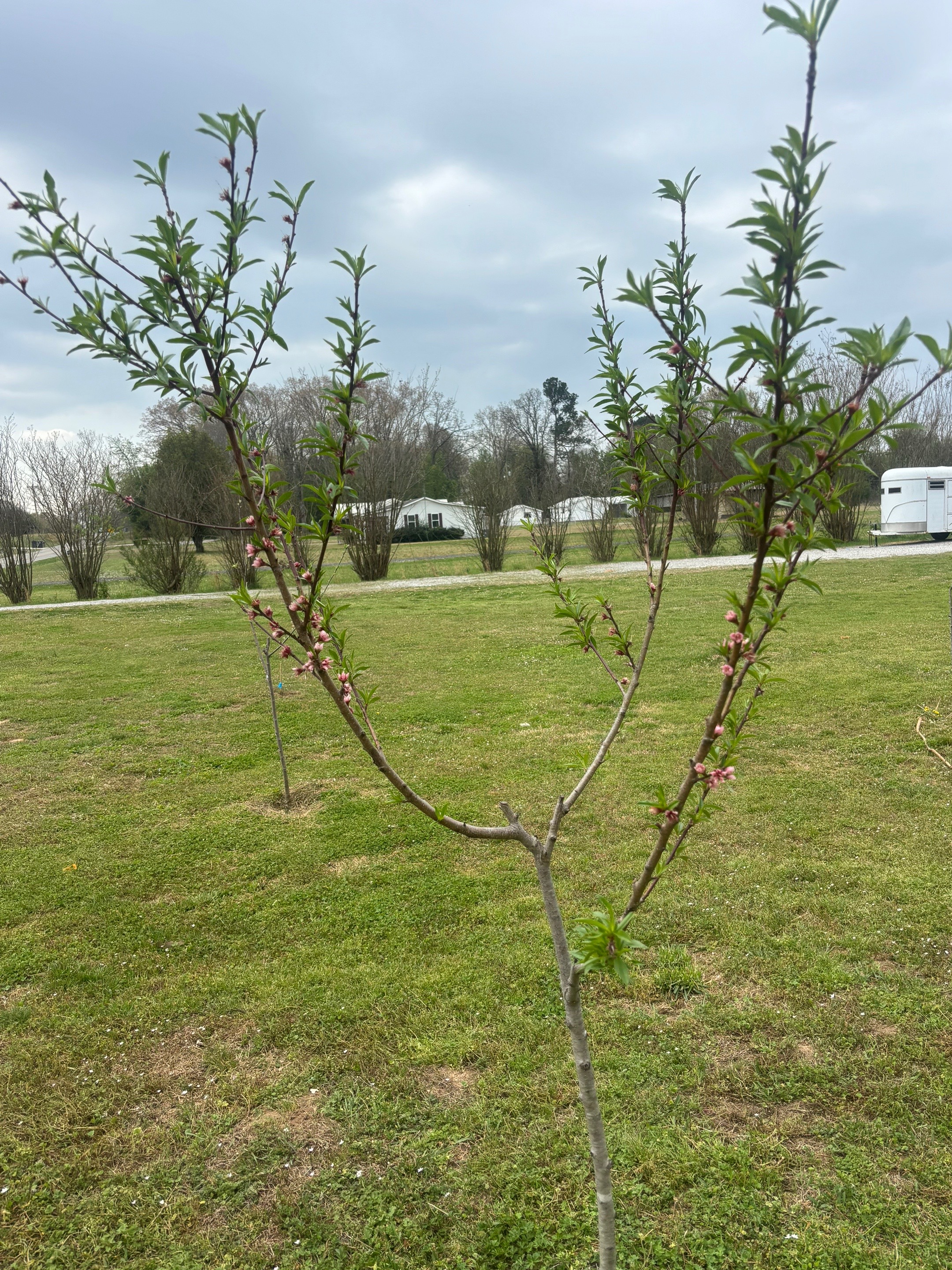 @C&B Chaos Farms