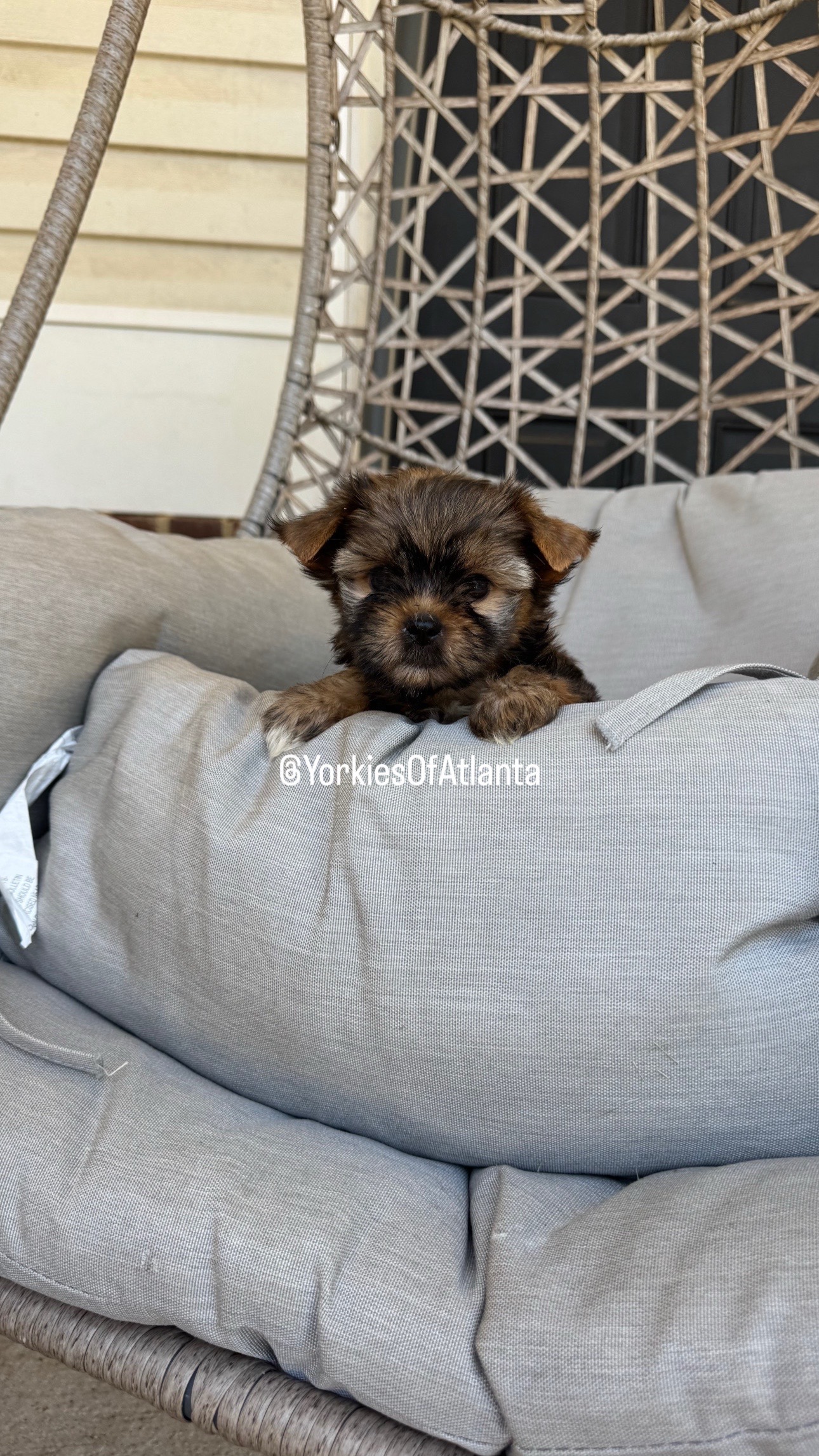 @Yorkies Of Atlanta