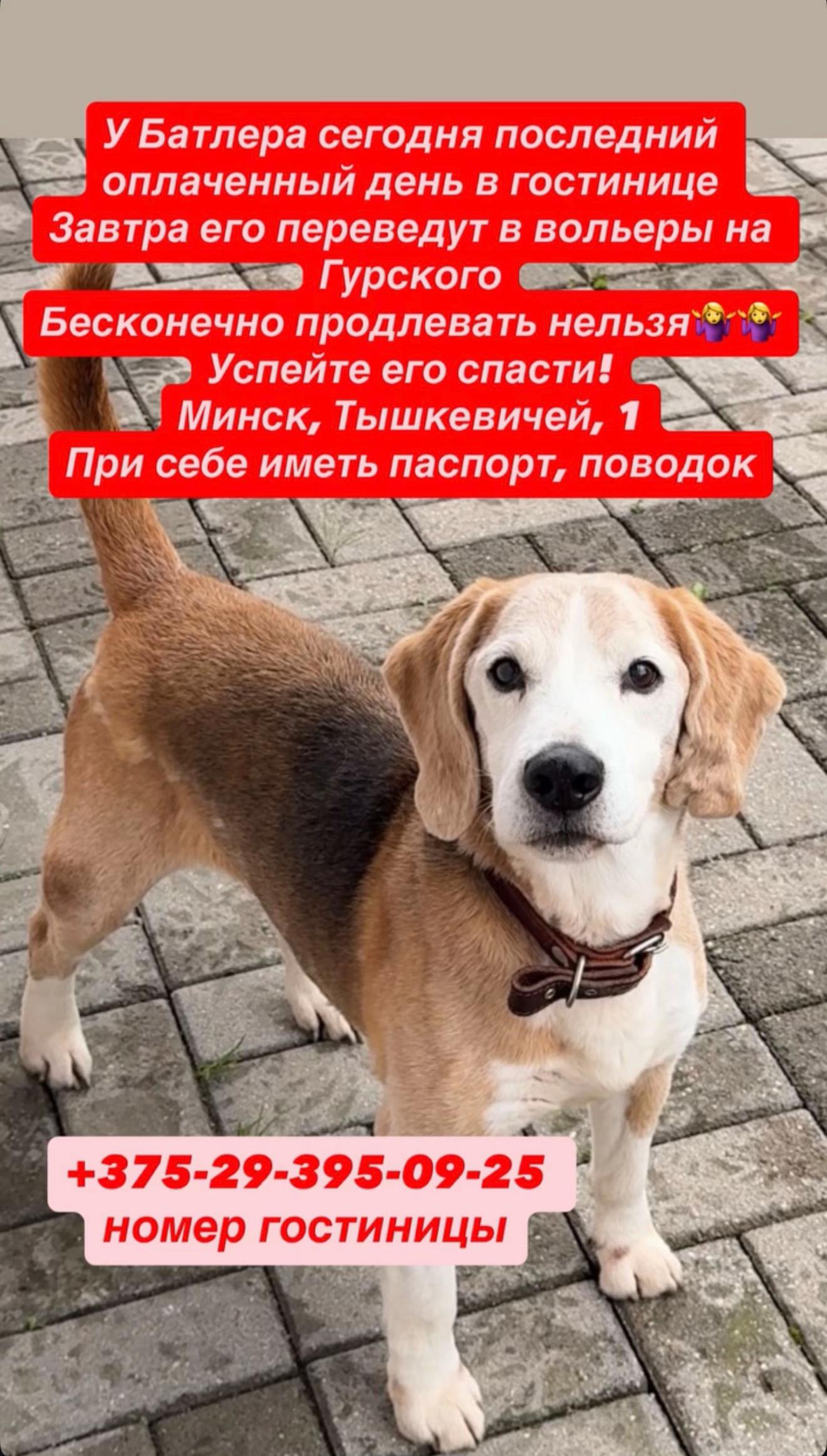 @help_animals_belarus