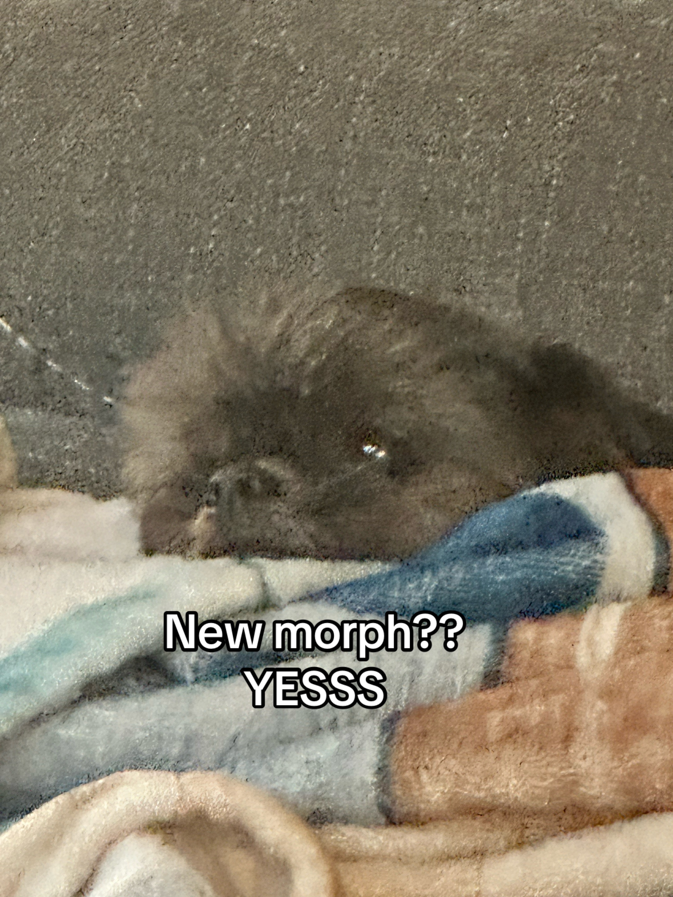 @Sleepy_person