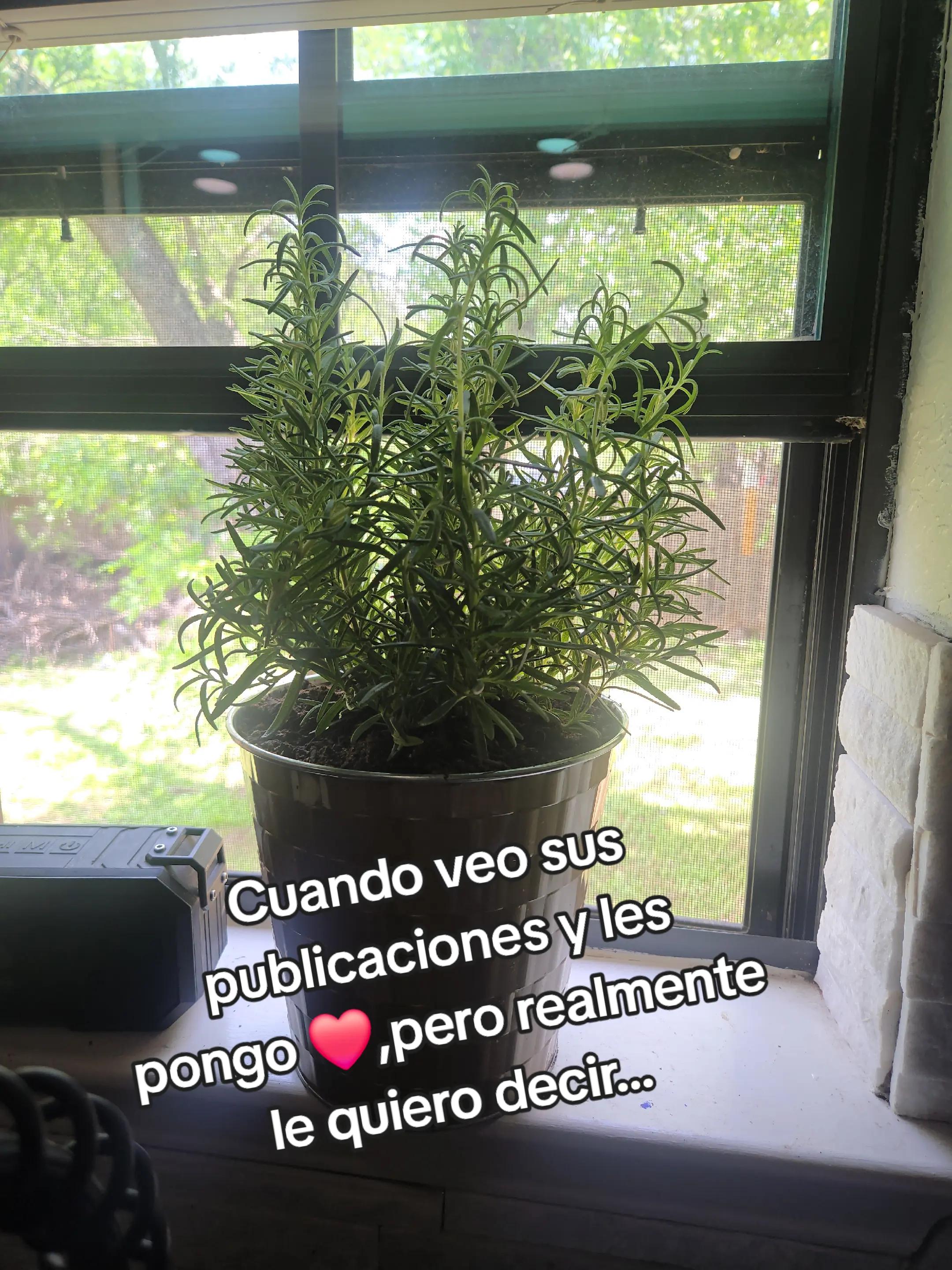@Nathalya