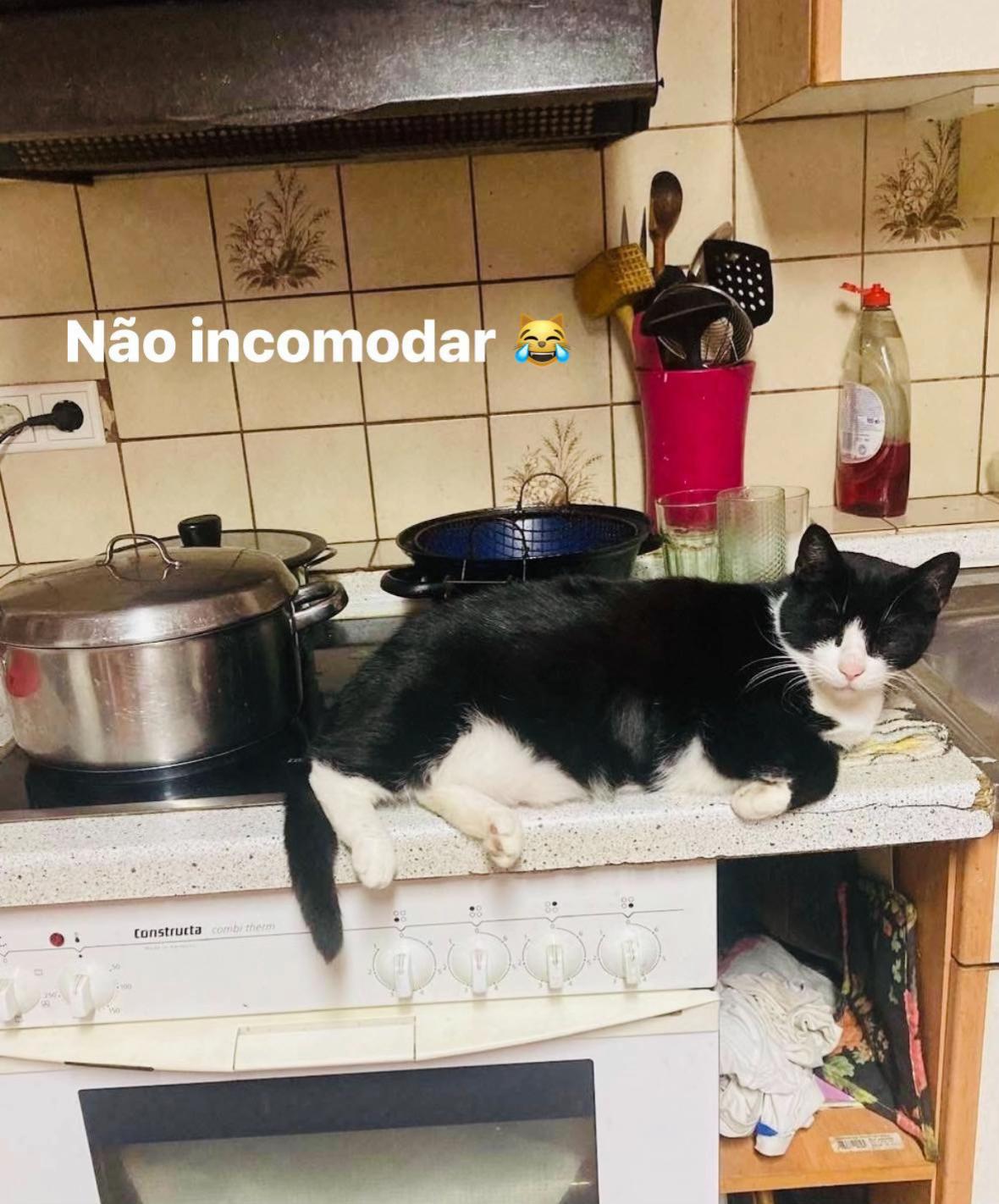 @Kila e Seus Filhotes