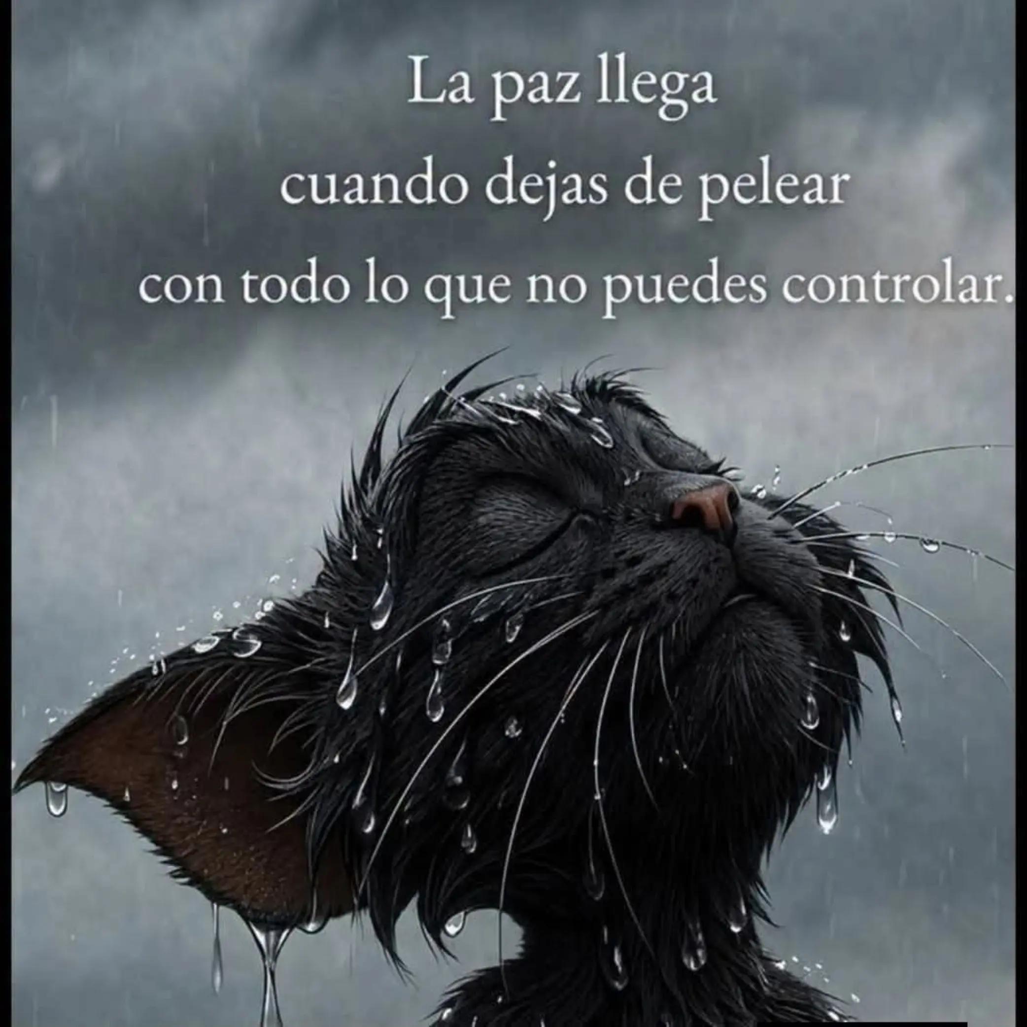 @☯️♾️Pekitas♾️💙
