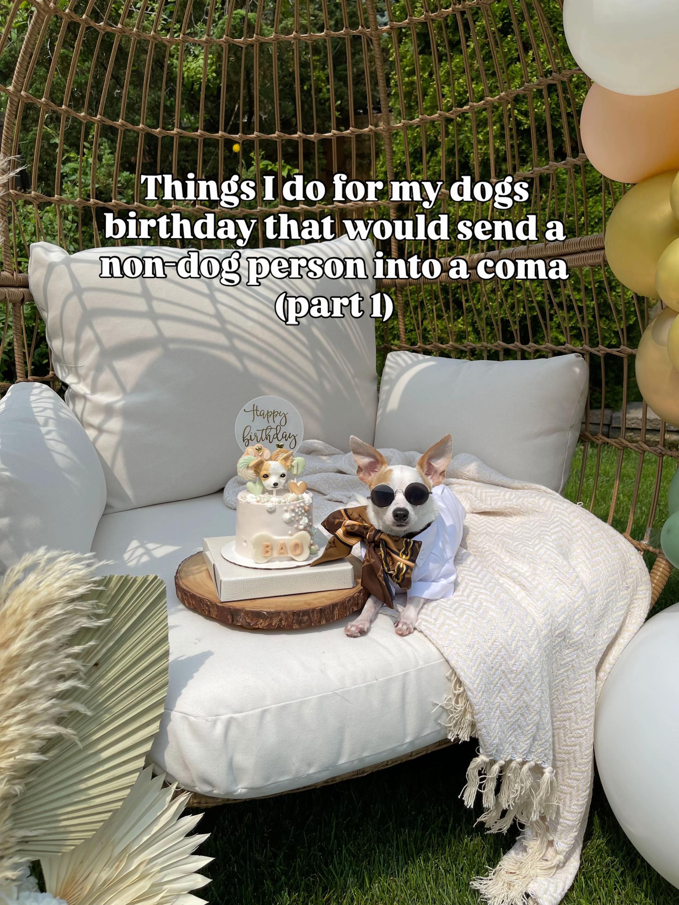 @Bao the Chihuahua