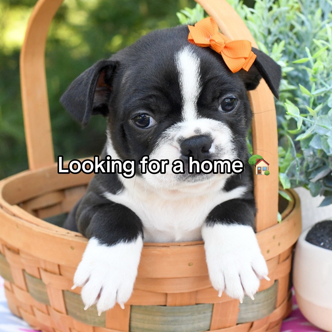 @Boston terriers for adoption