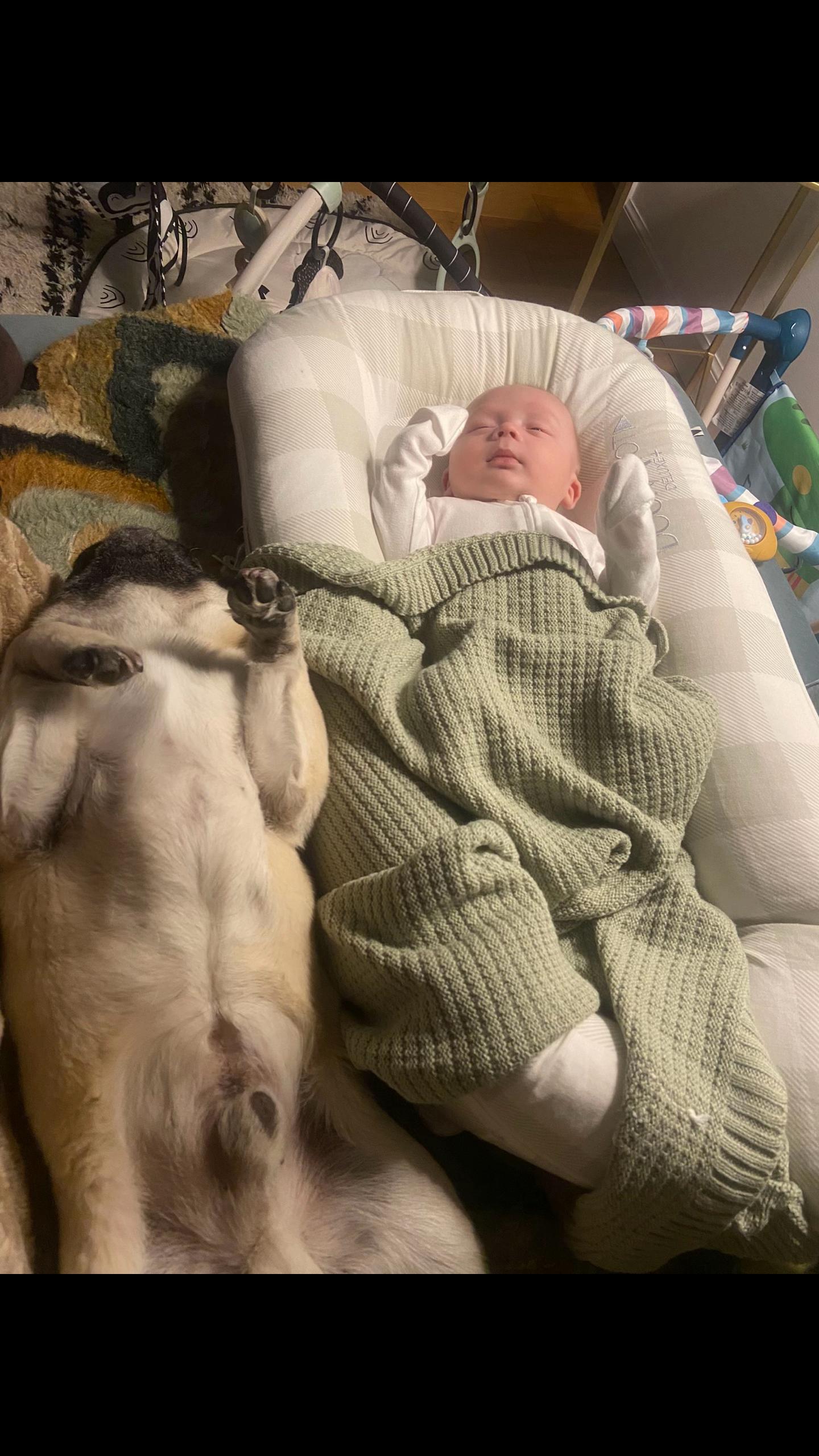 @Wee Winston The Pug