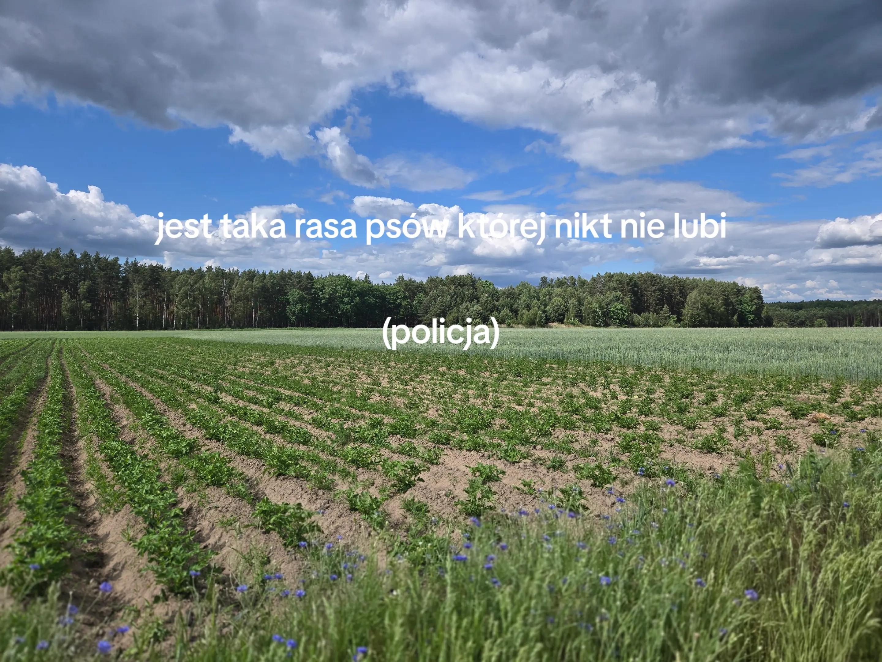 @tosiek320ok