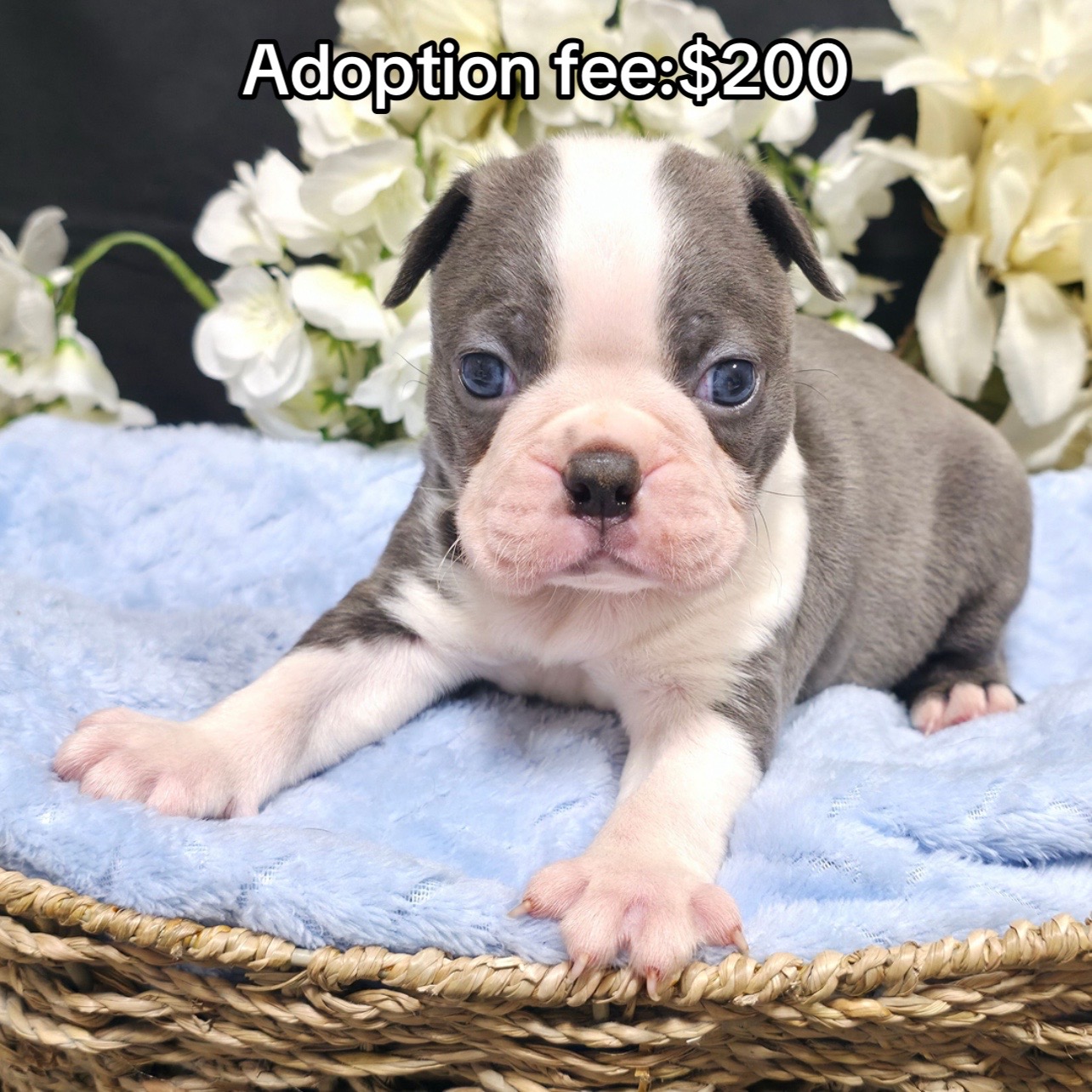 @Boston terriers puppies