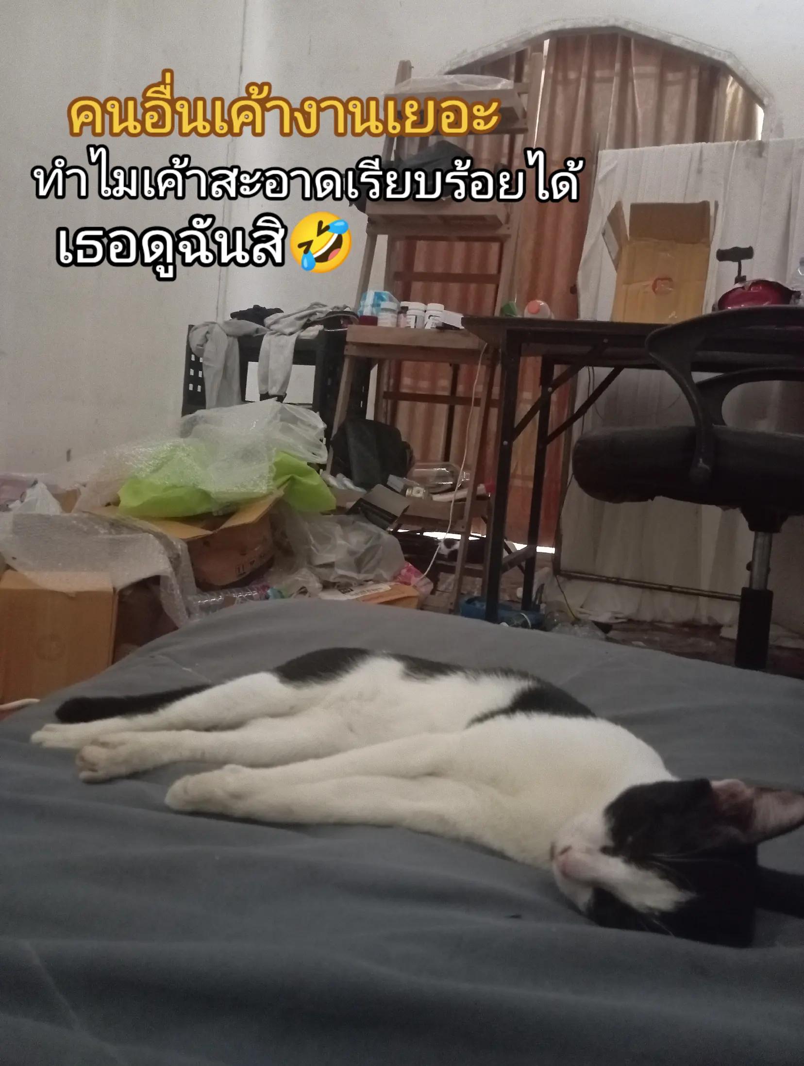 @268 Daisy