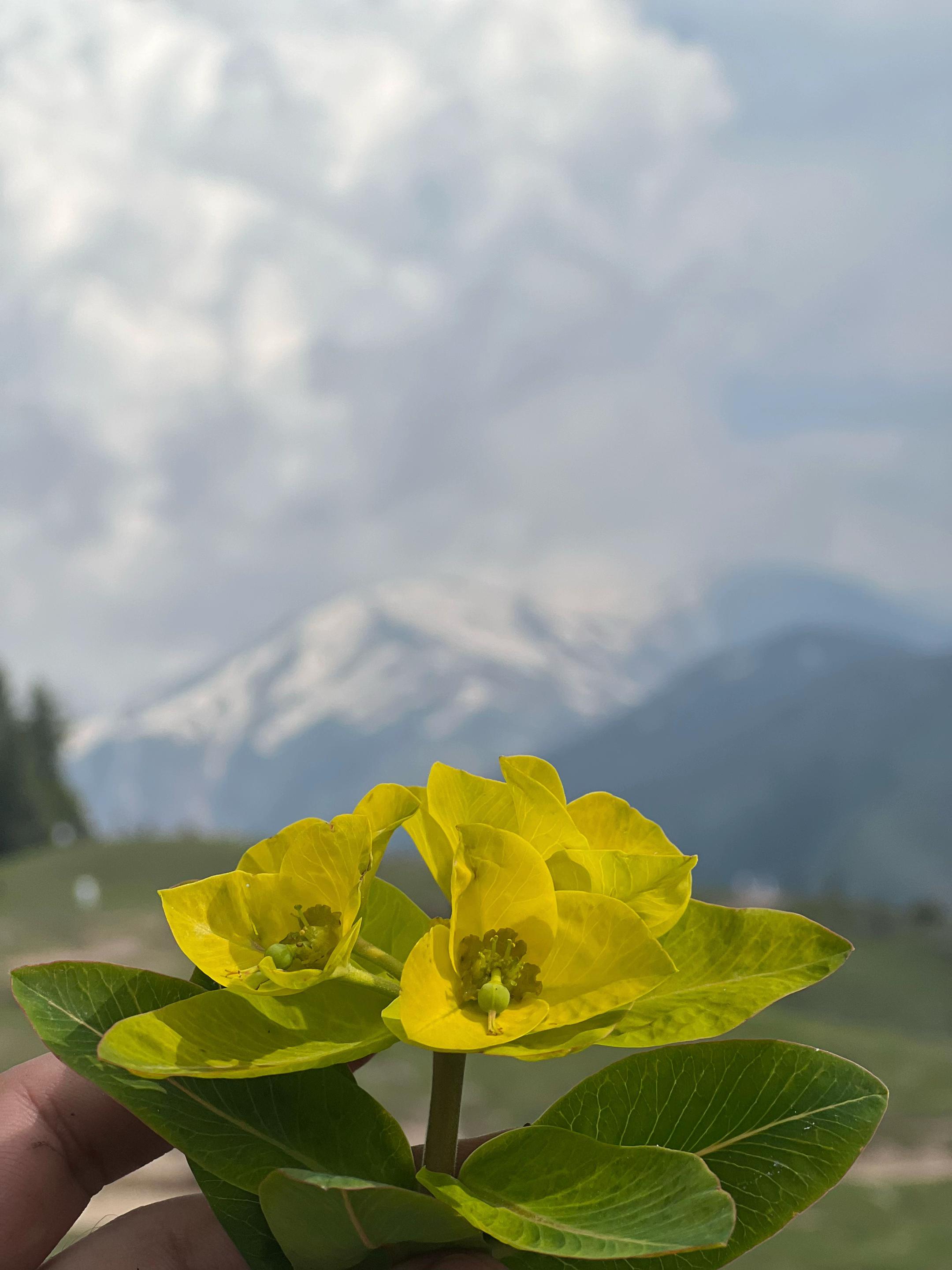 @️کہوٹ 🌸✨