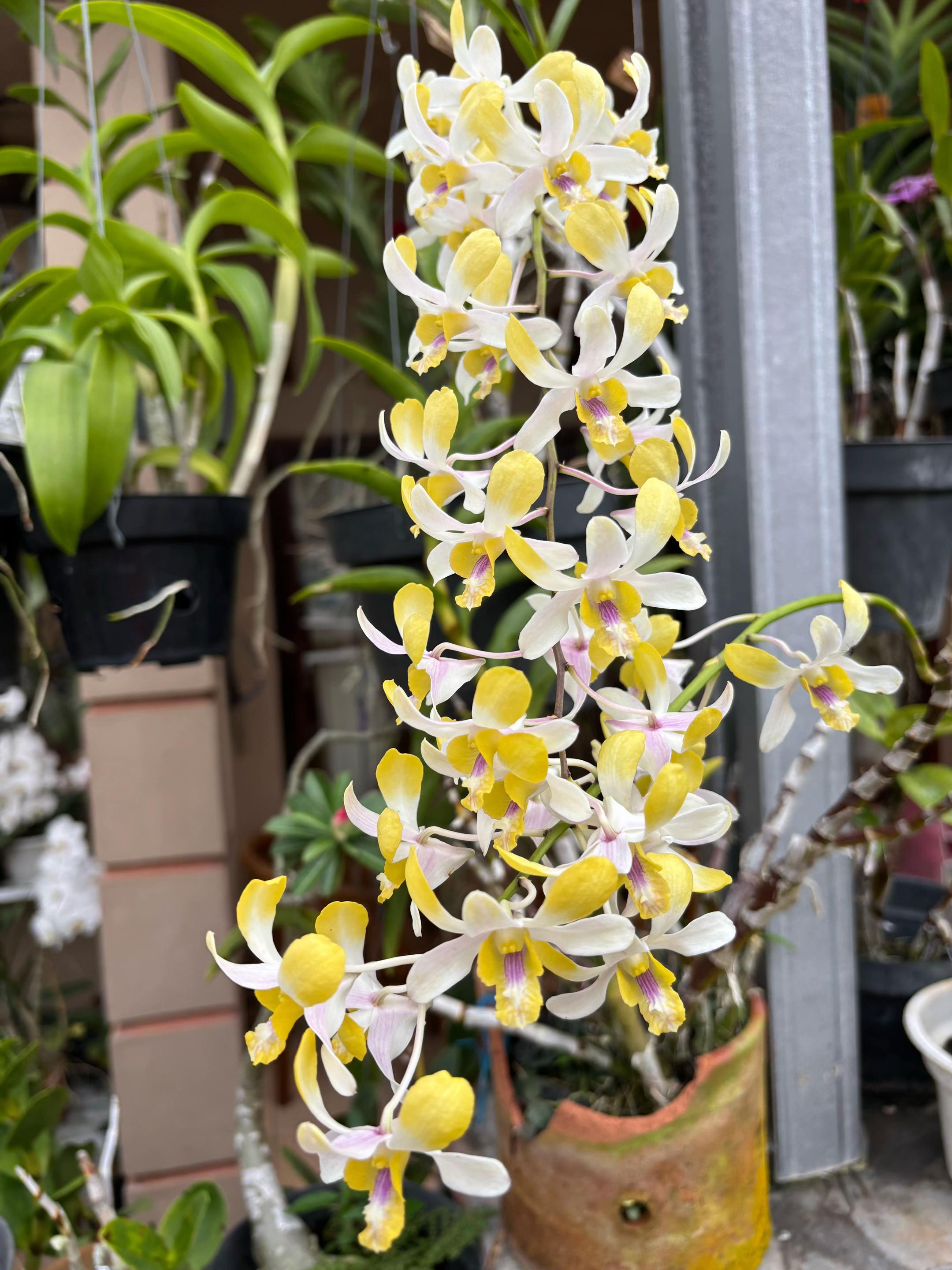 @Anarda Orchids