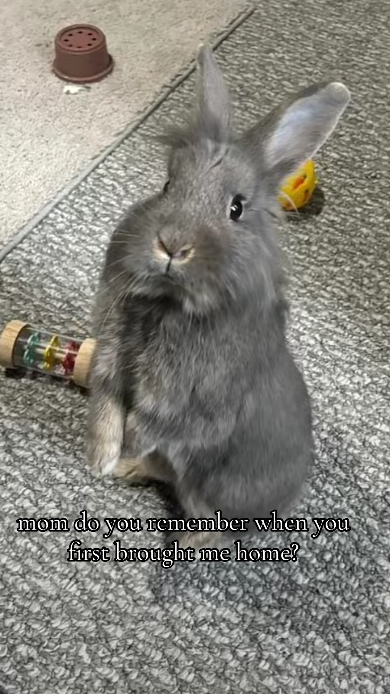 @bunbun & binky