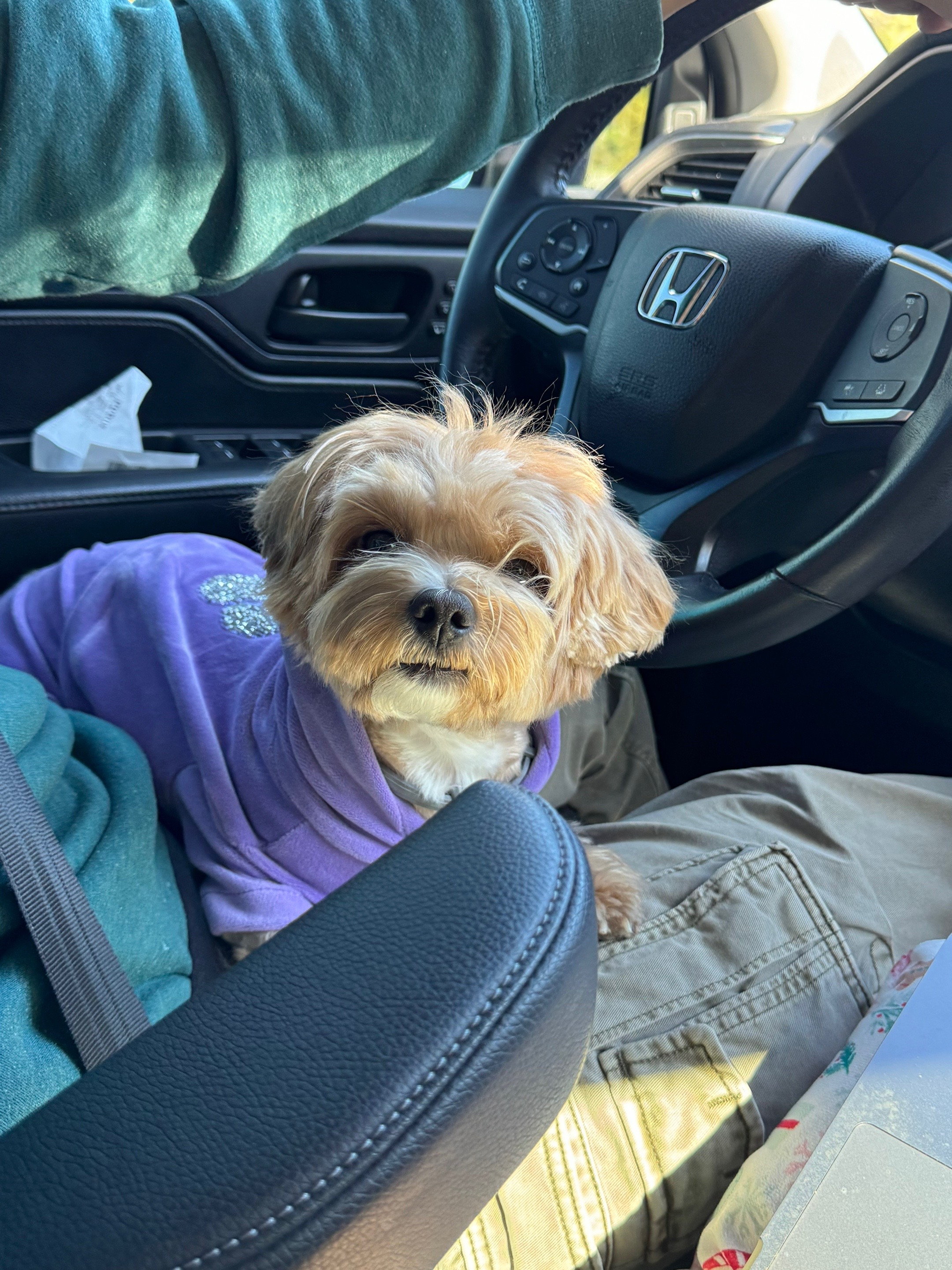 @Louis the Maltipoo