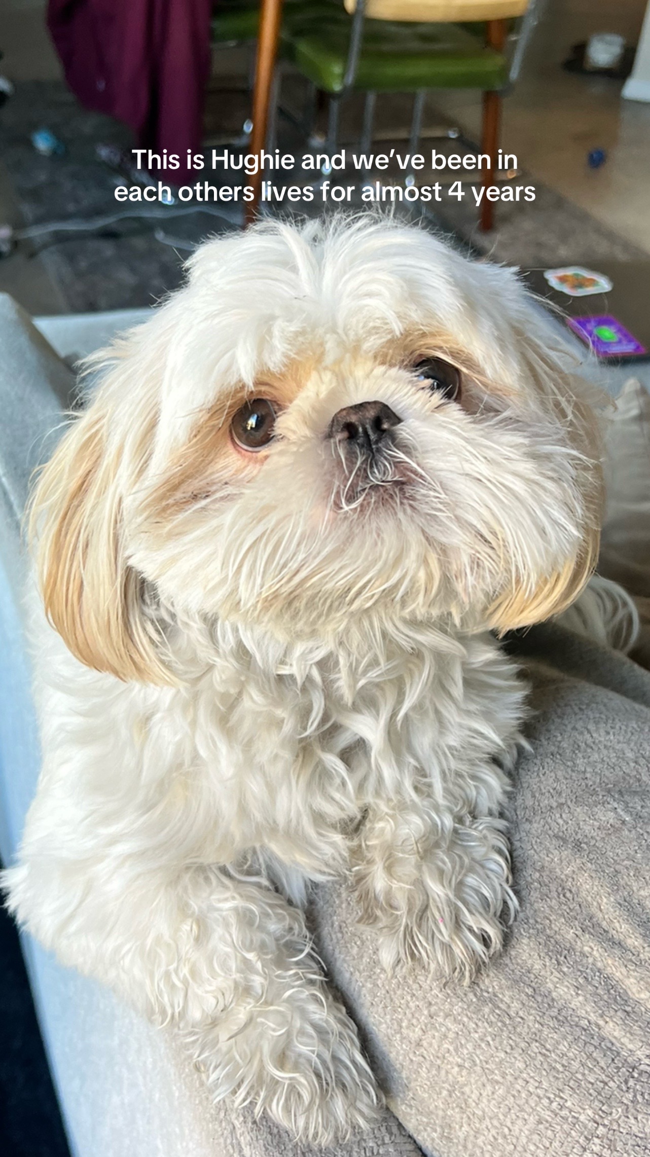 @Hugh the Shih Tzu