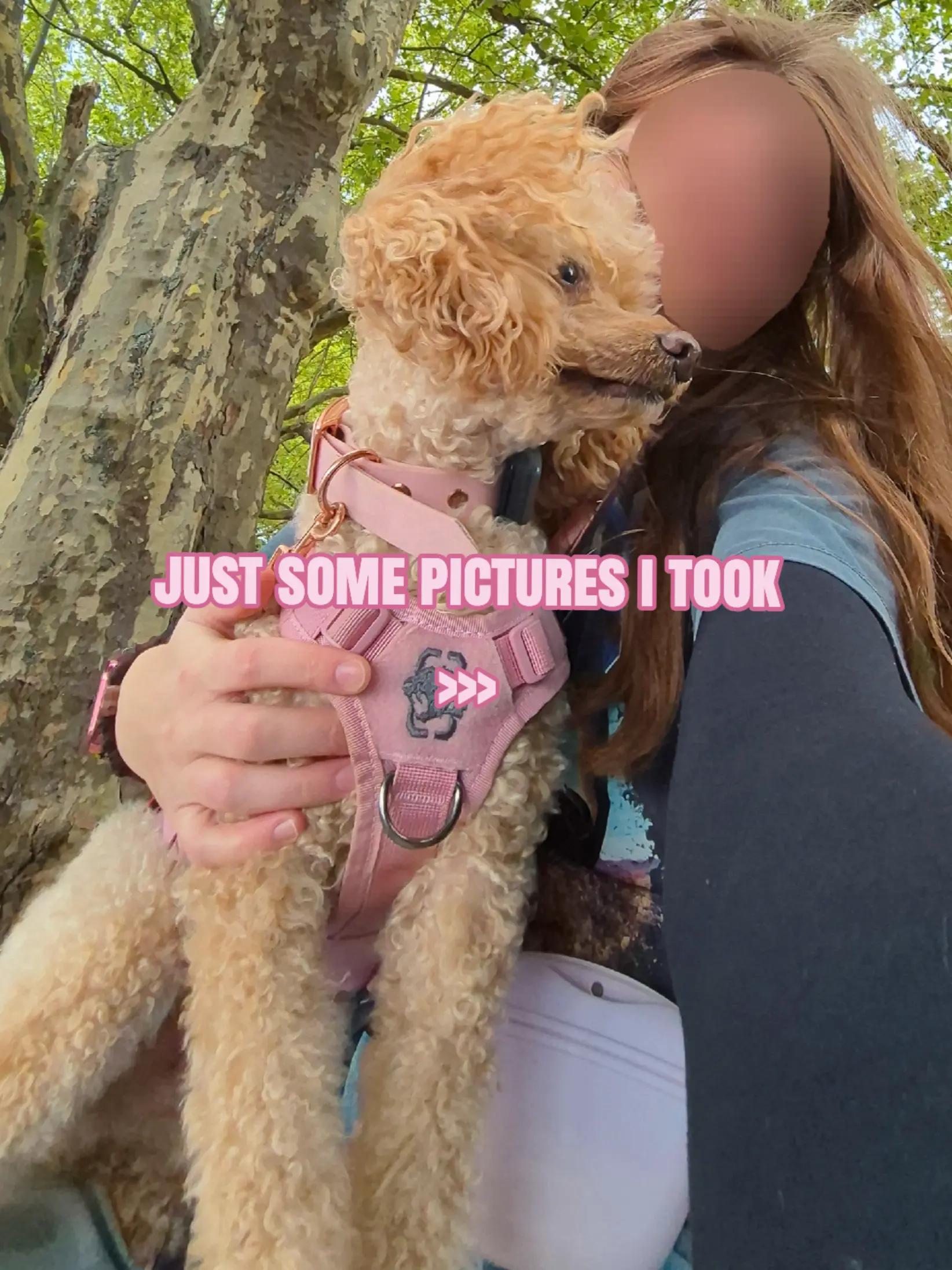 @💞🐾🐩